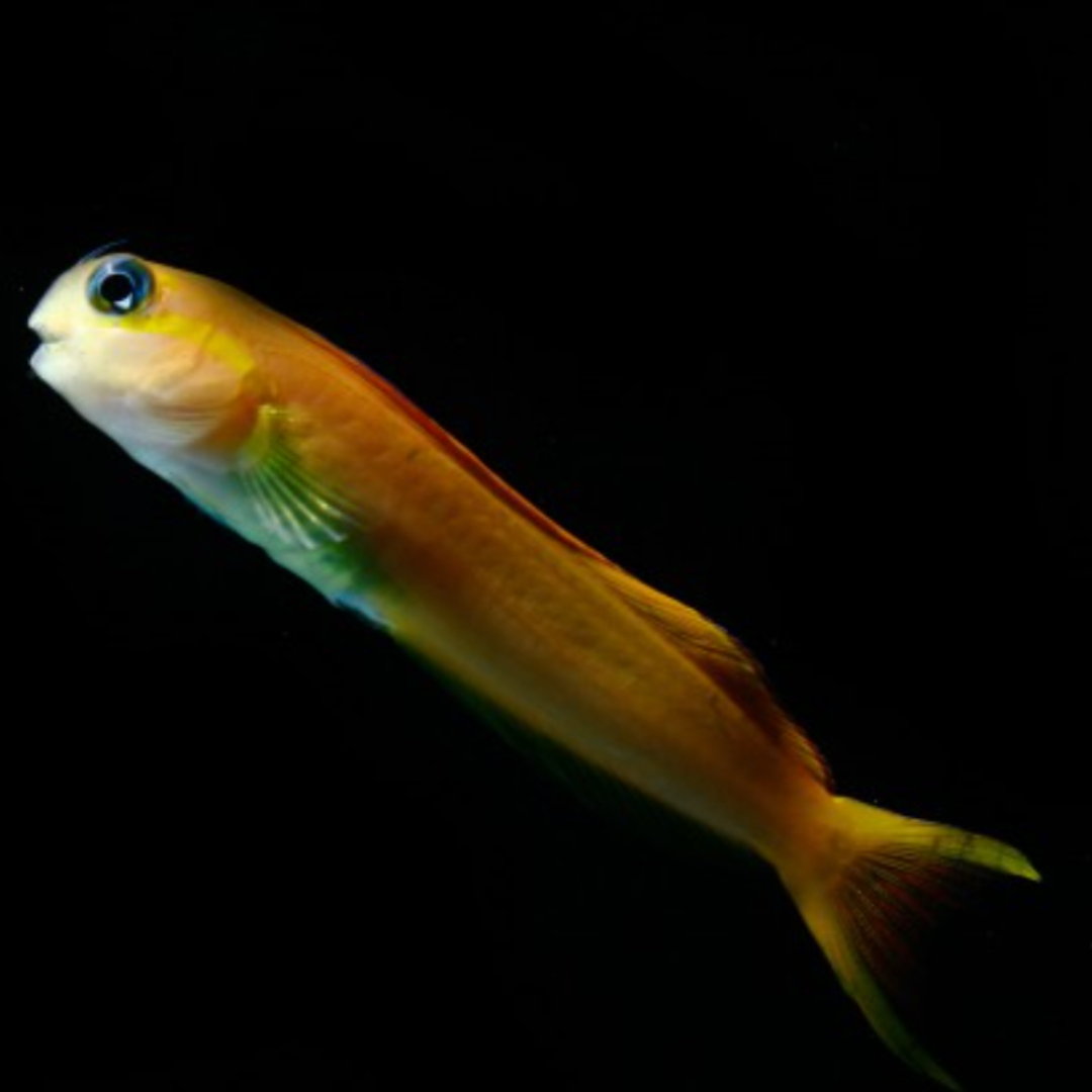 Ecenius Midas - Midas Blenny.png