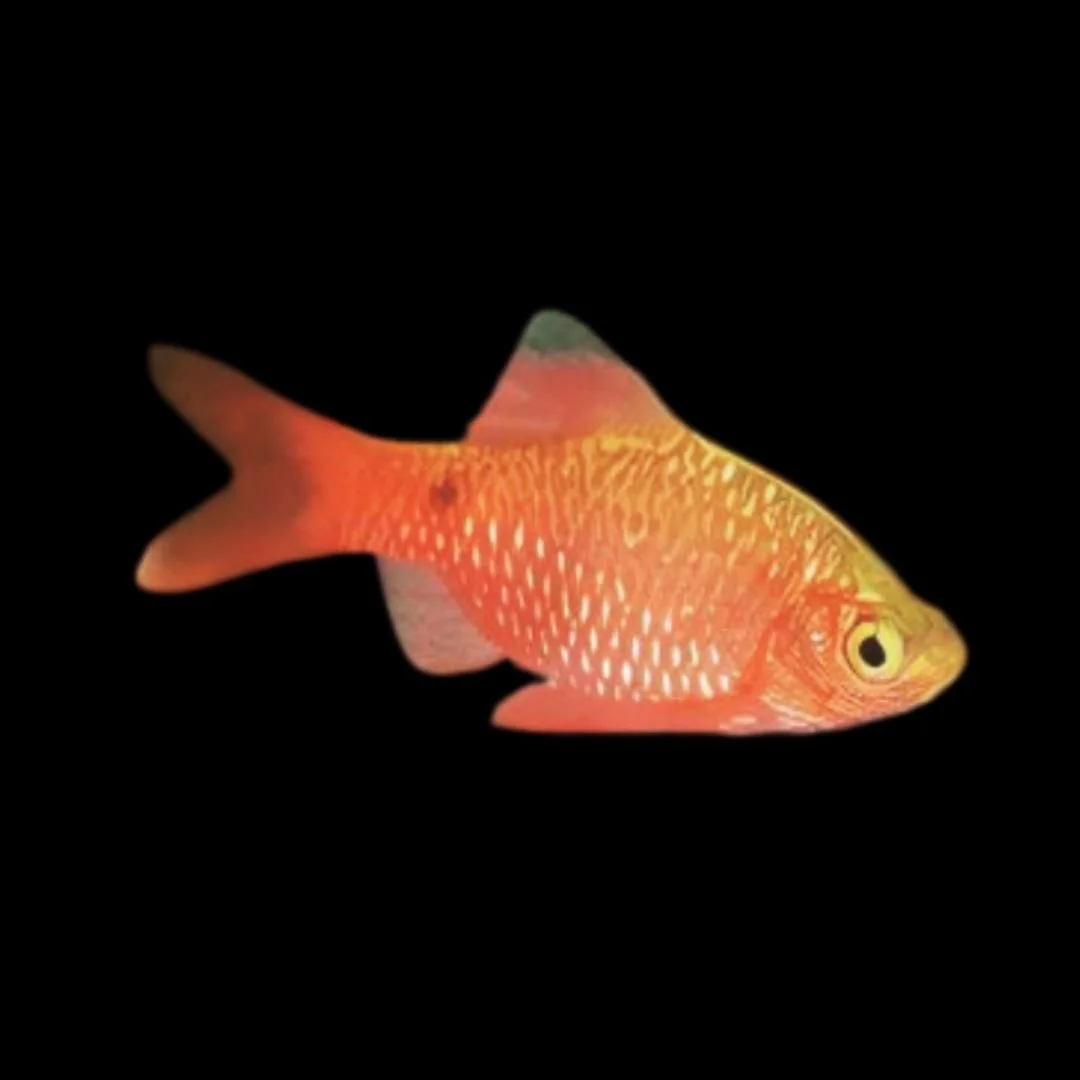Puntius Conchonius - Gold Rosy Barb