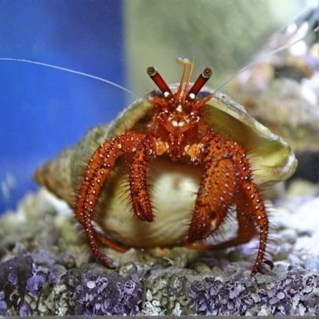 Clibanarius Sp. - Red Legged Hermit Crab