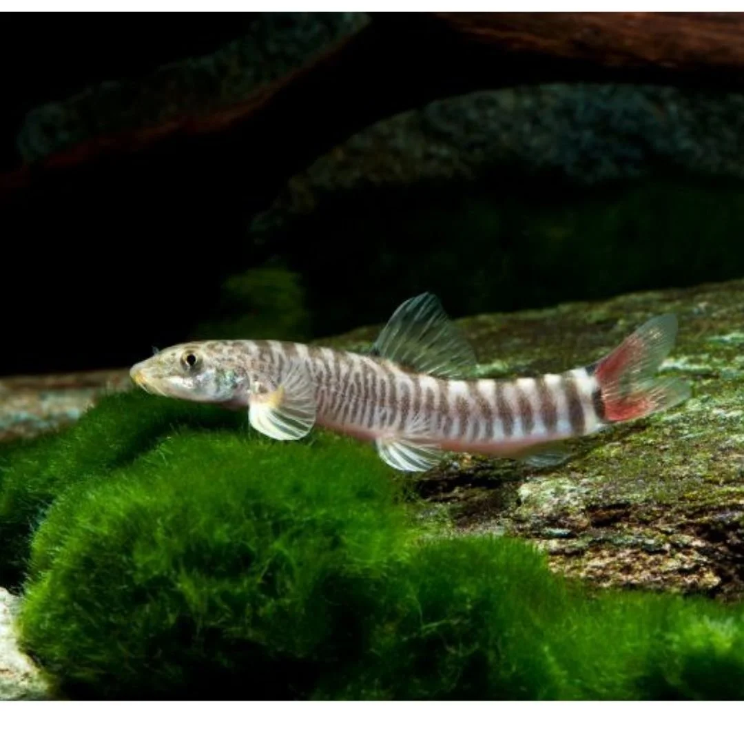 Schistura Spiloptera - Red Tail Banded Loach