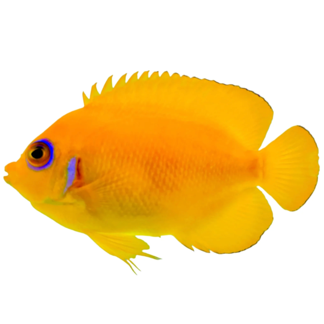 Centropyge Flavissima - Lemonpeel Angelfish.png
