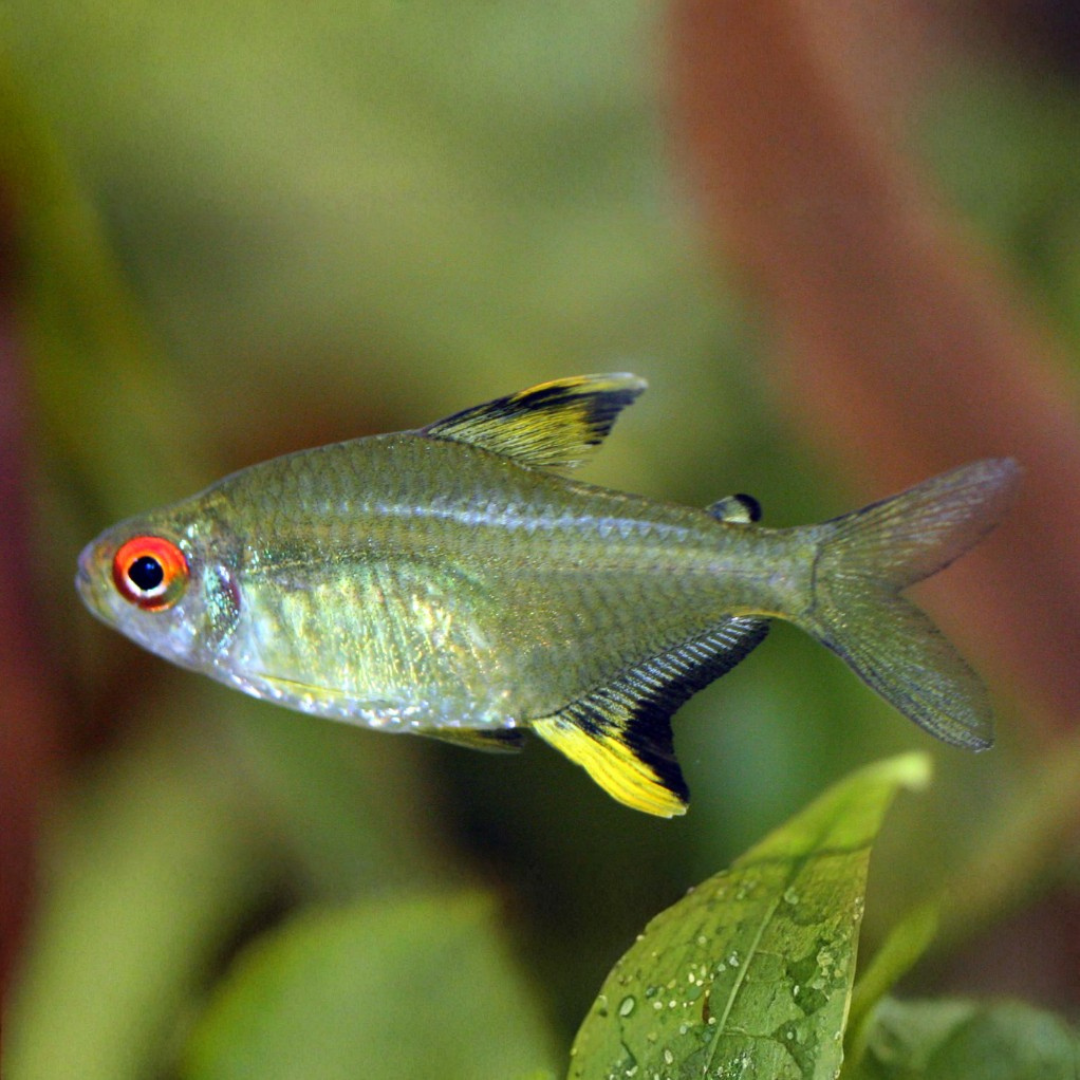 Hyphessobrycon Pulchripinnis - Lemon Tetras