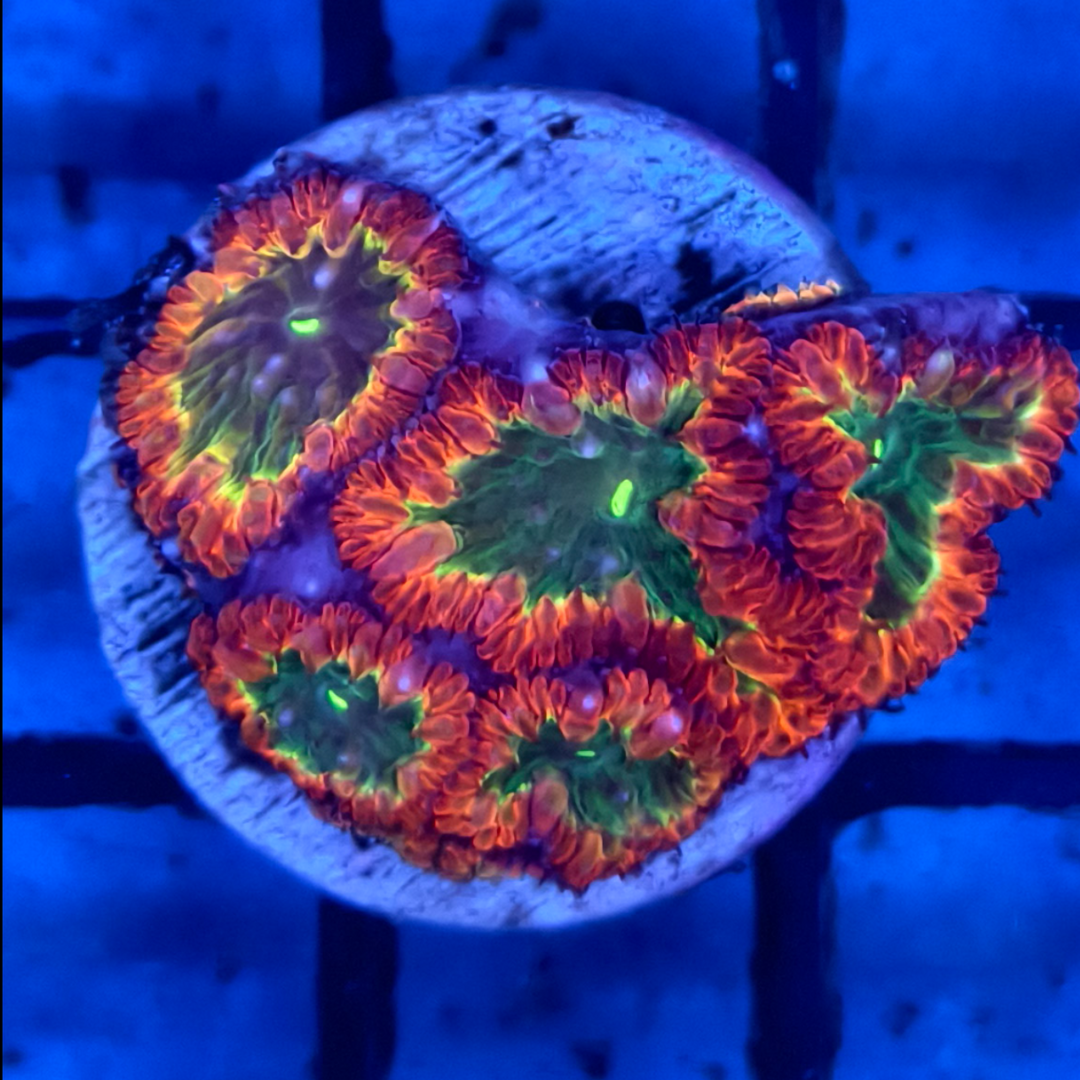 SS Coral Frag Single Blastomussa.png