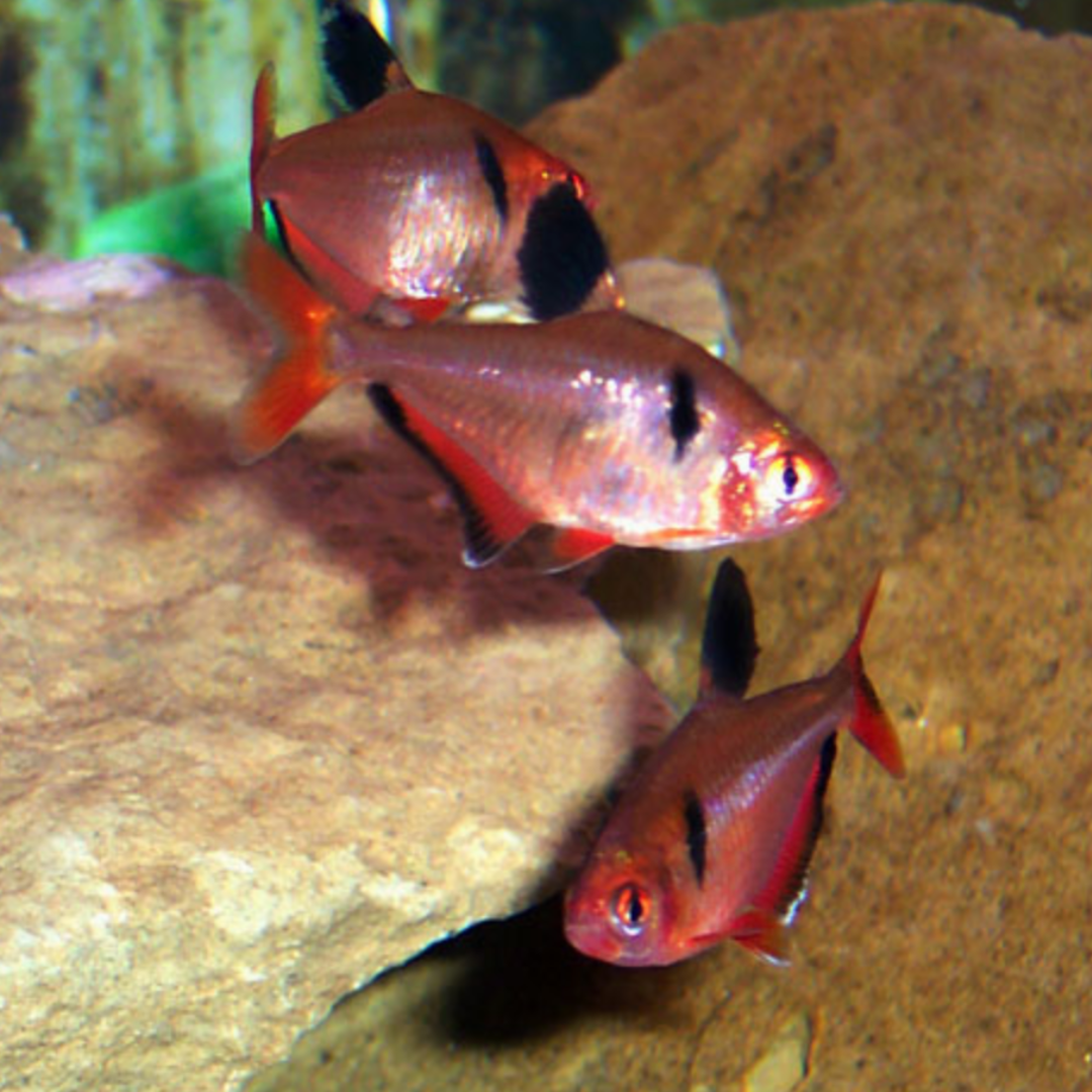 Hyphessobrycon Callistus - Longfin Serpae Tetra