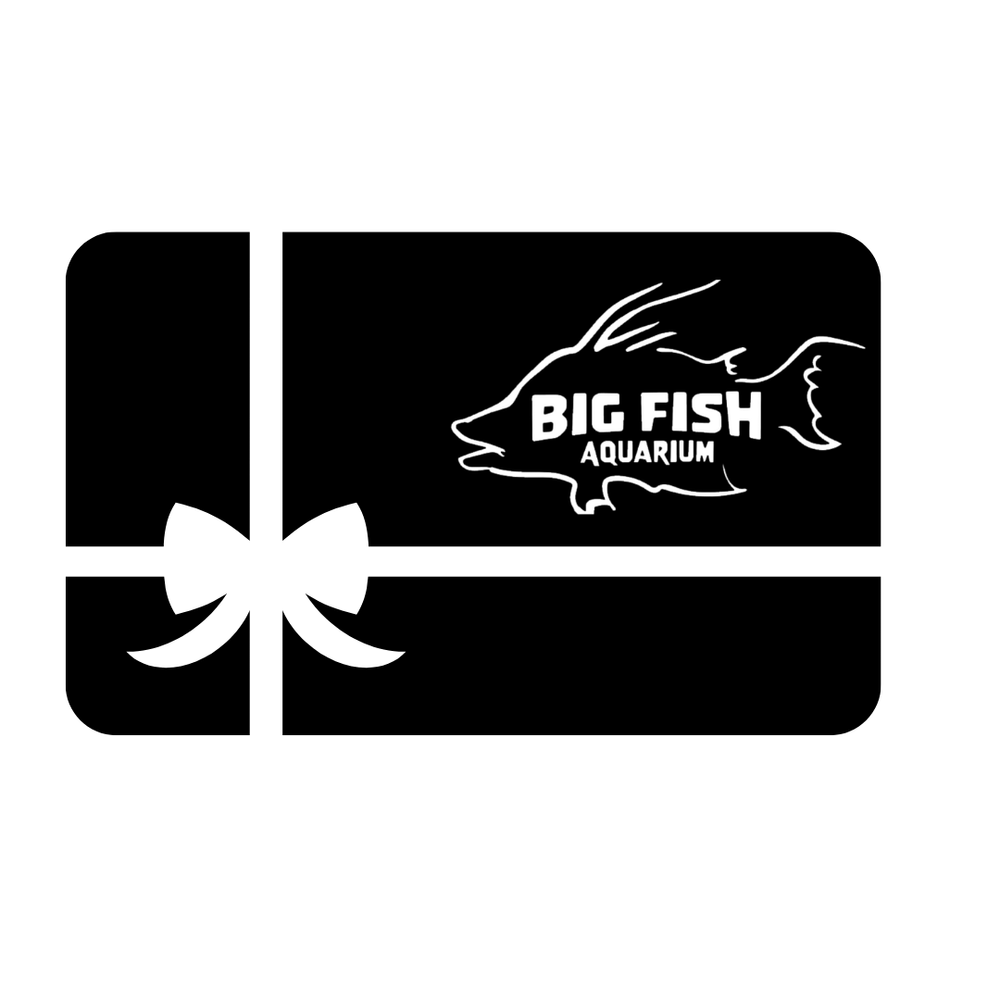 Big Fish Aquarium eGift Card