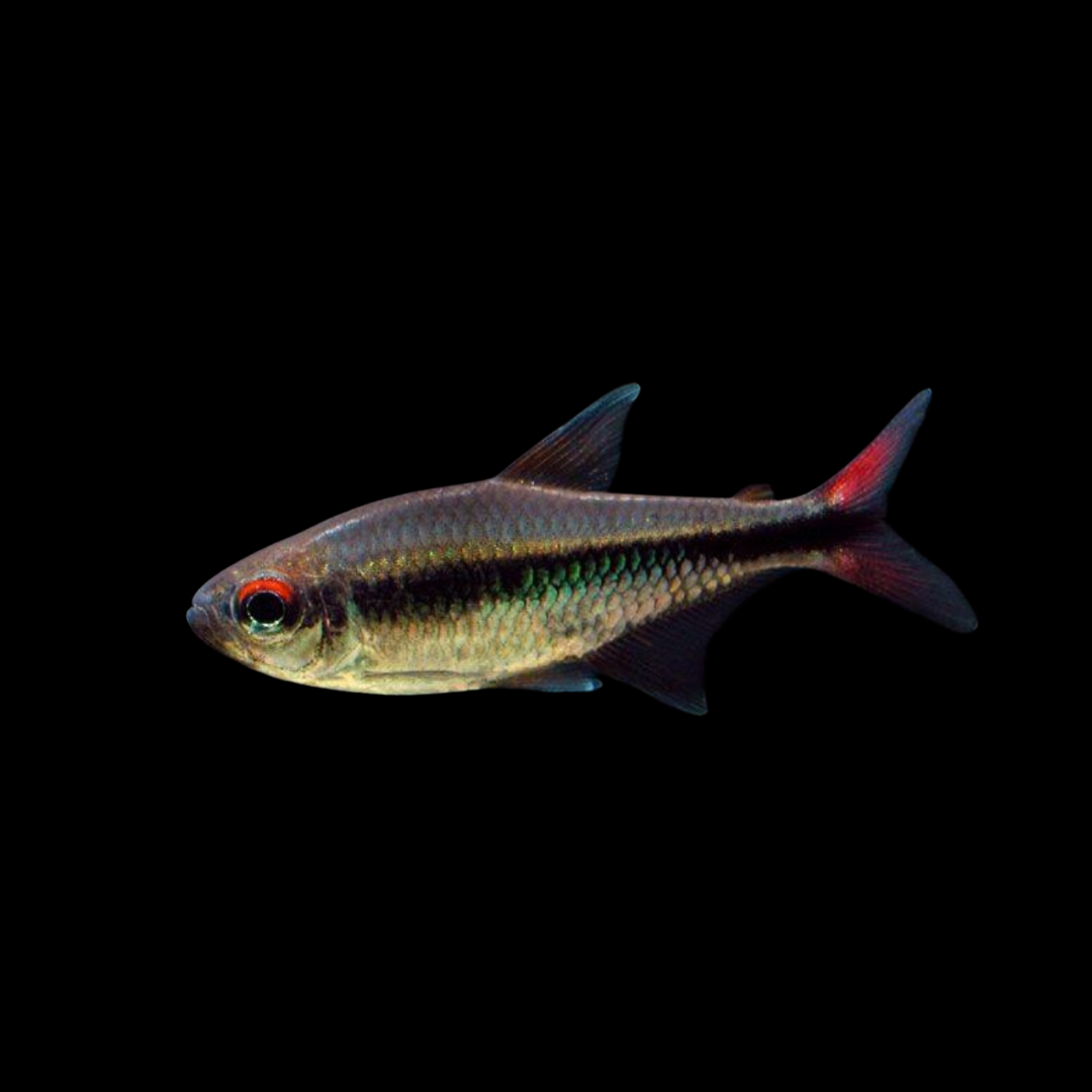 Hyphessobrycon Stegemanni - Savanna Tetra (RARE)