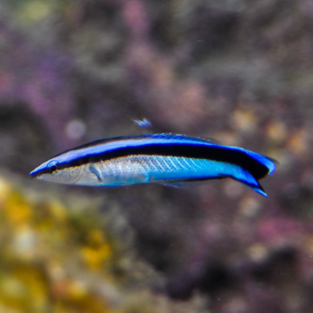 Labroides Dimidiatus - Bluestreak Cleaner Wrasse
