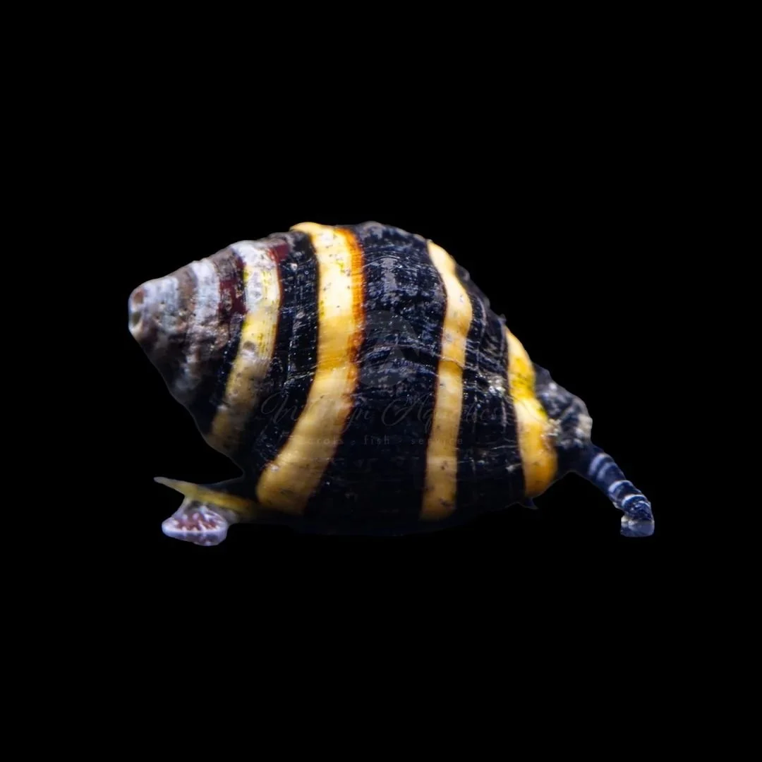 Engina Mendicaria - Bumblebee Snail