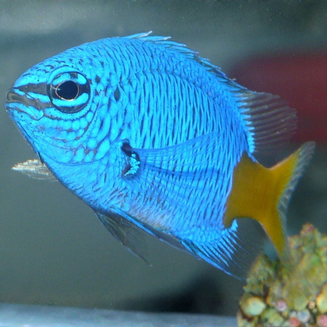 Chrysiptera Parasema Yellow Tail Damsel.png
