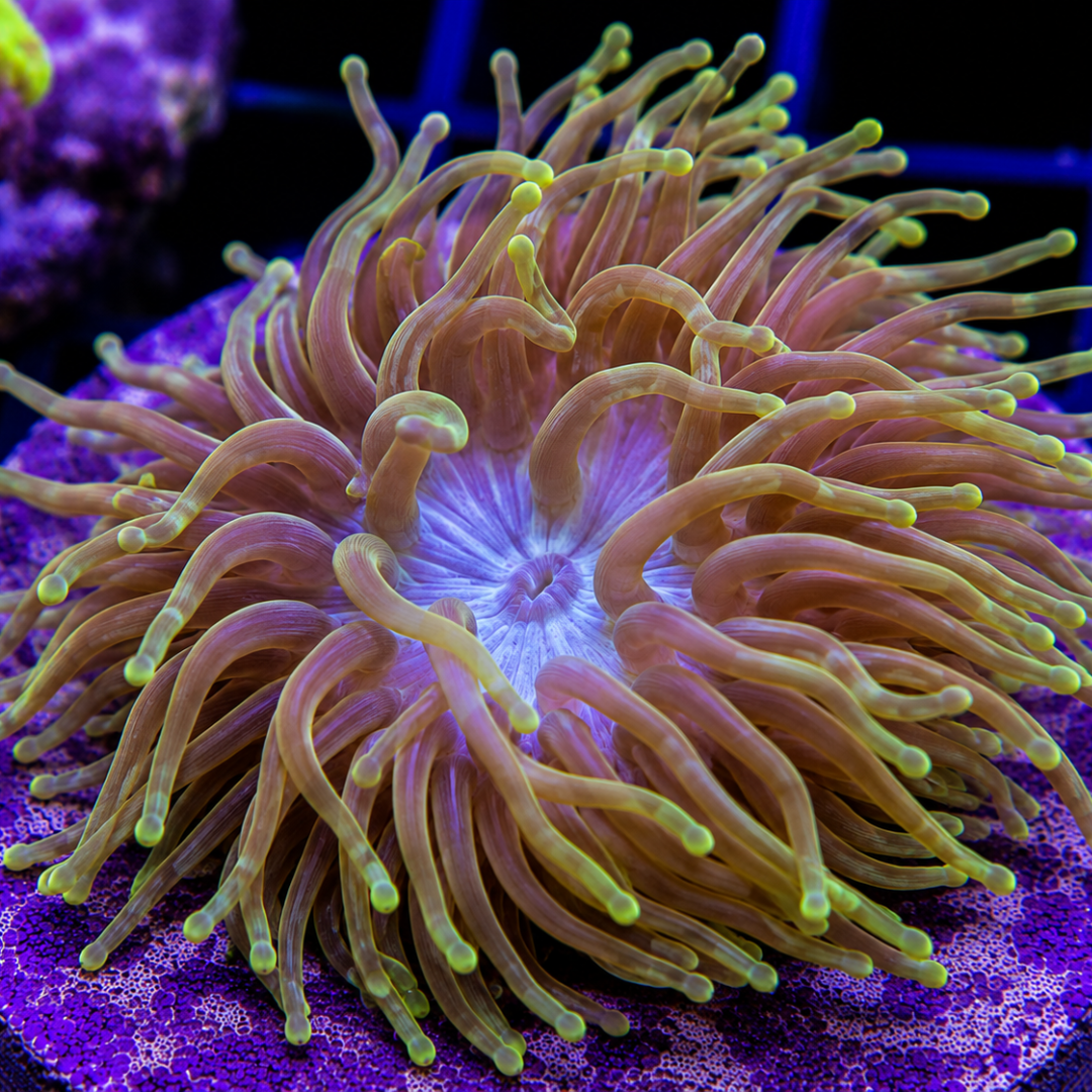 Macrodactyla doreensis - Long Tentacle Anemone