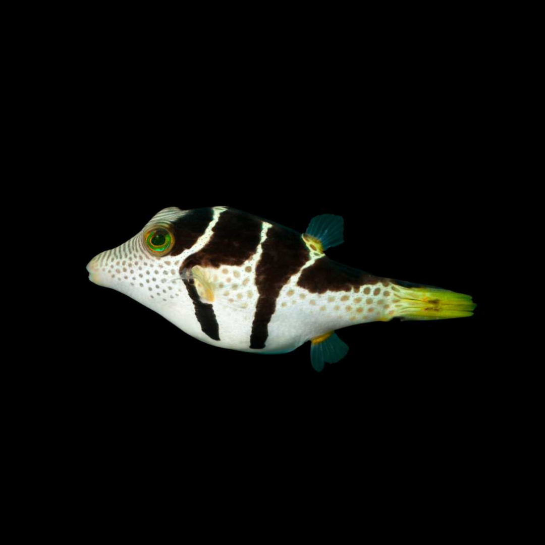 Canthigaster Valentini - Valentini Puffer