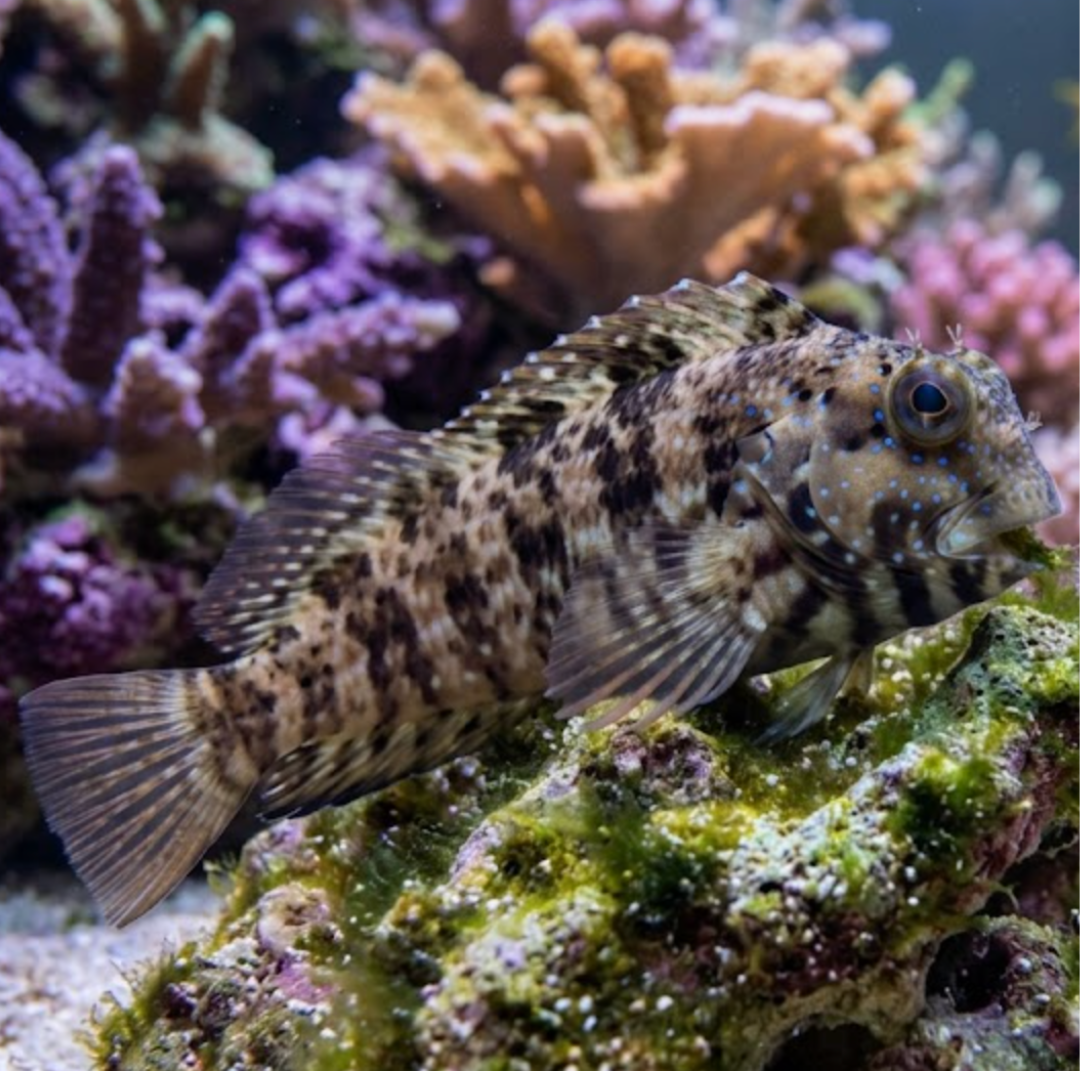 Salarias Fasciatus - Lawnmower Blenny