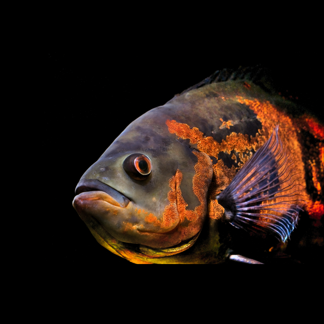 Astronotus Ocellatus - Red Tiger Oscar