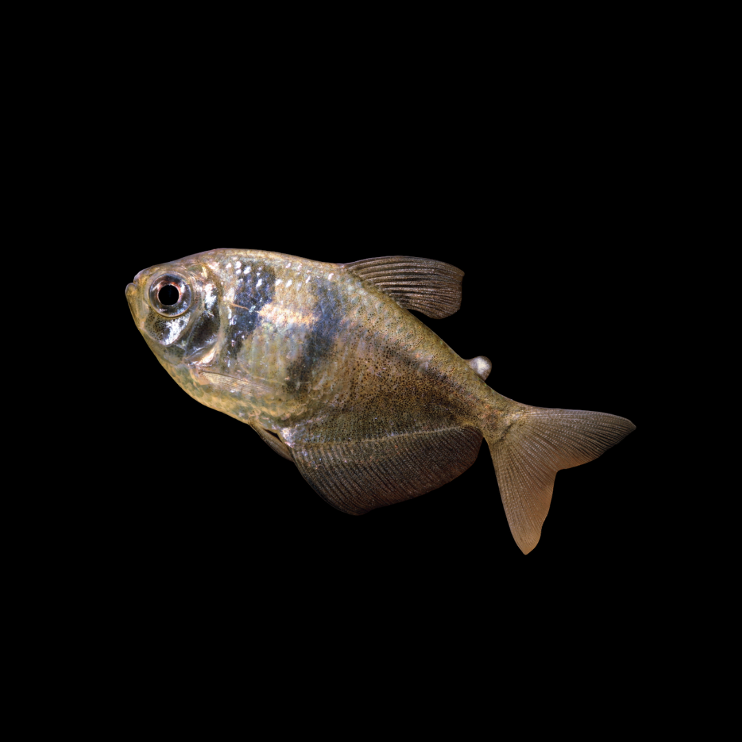 Gymnocorymbus Ternetzi - Black Skirt Tetra