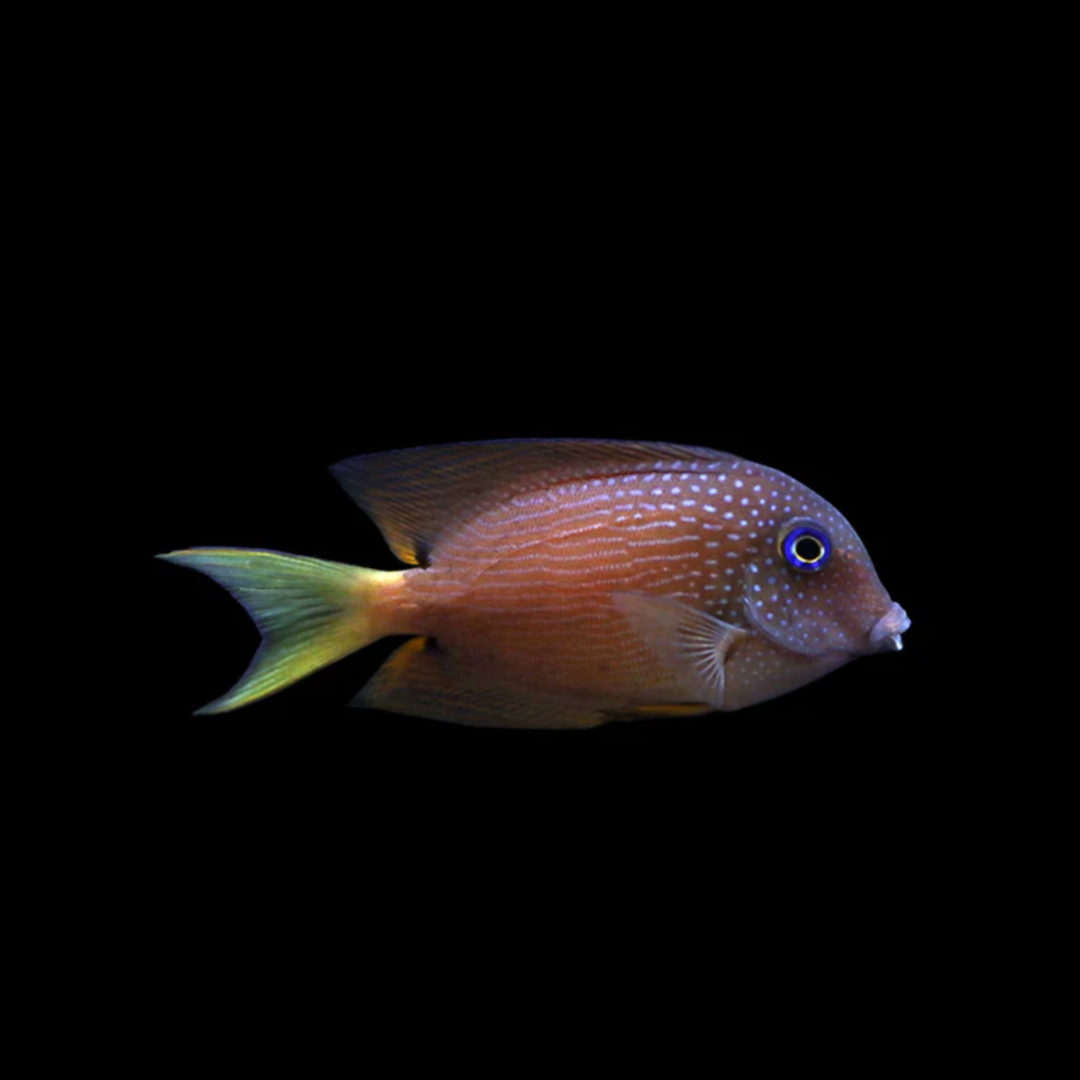 Ctenochaetus Binotatus - Blue Eye Tang