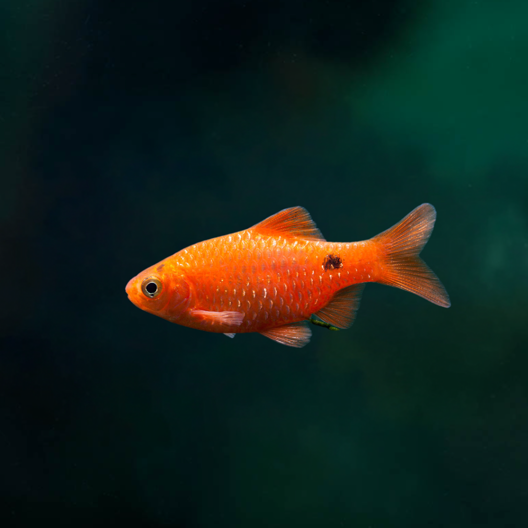 Rosy Barb