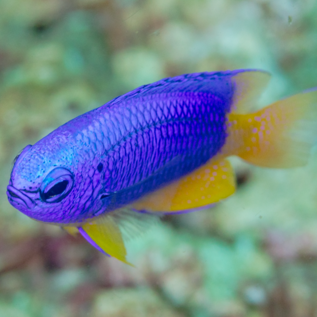 Pomacentrus Coelestis - Yellow Bellied Damsel