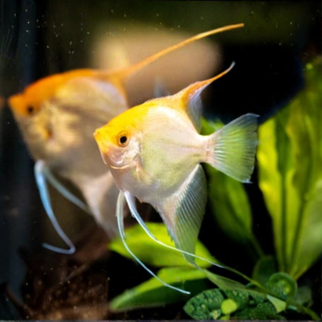 Pterophyllum Scalare - Angel - Gold