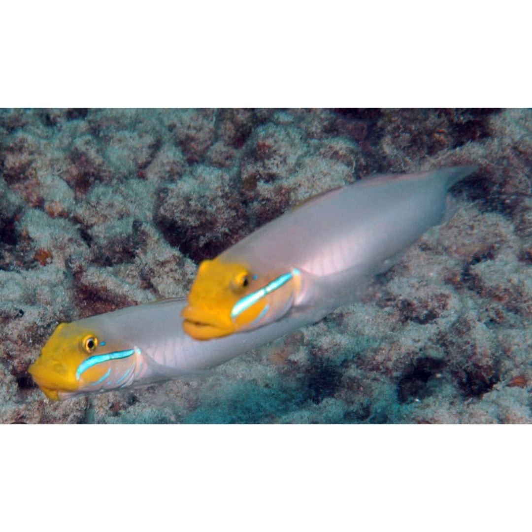 Valenciena Strigata - Golden Head Sleeper Goby.png