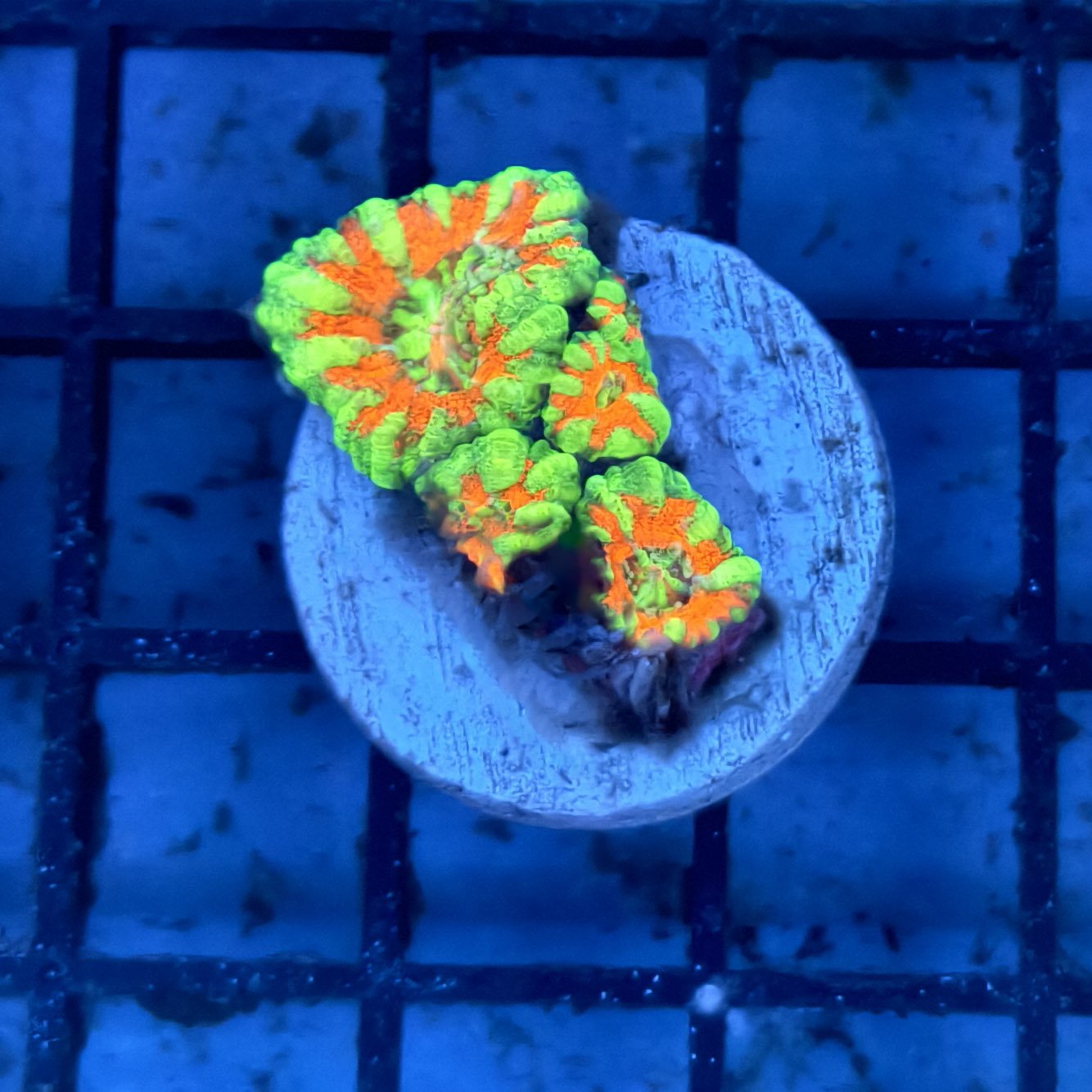 SS Coral Frag Single Acan