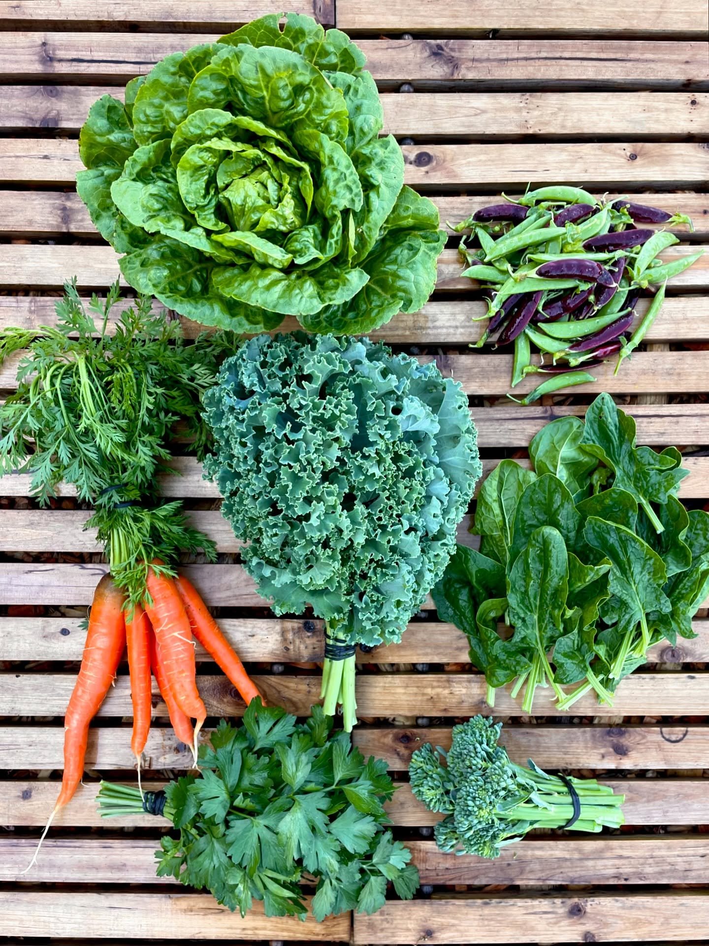 Week 4 👍🏼

Curly Kale
Romaine
Green and Purple Snap Peas
Spinach 
Sprouting Broc.
Parsley 
Carrots