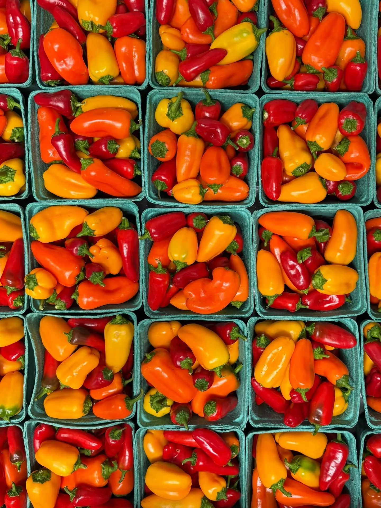 The sweetest little lunchbox peppers for the @lafayettefarmersmarket today. Fall weather is definitely here today, so throw on your sweaters and come stock up for the week ahead. There&rsquo;s still so much good produce coming off the farm and we&rsq