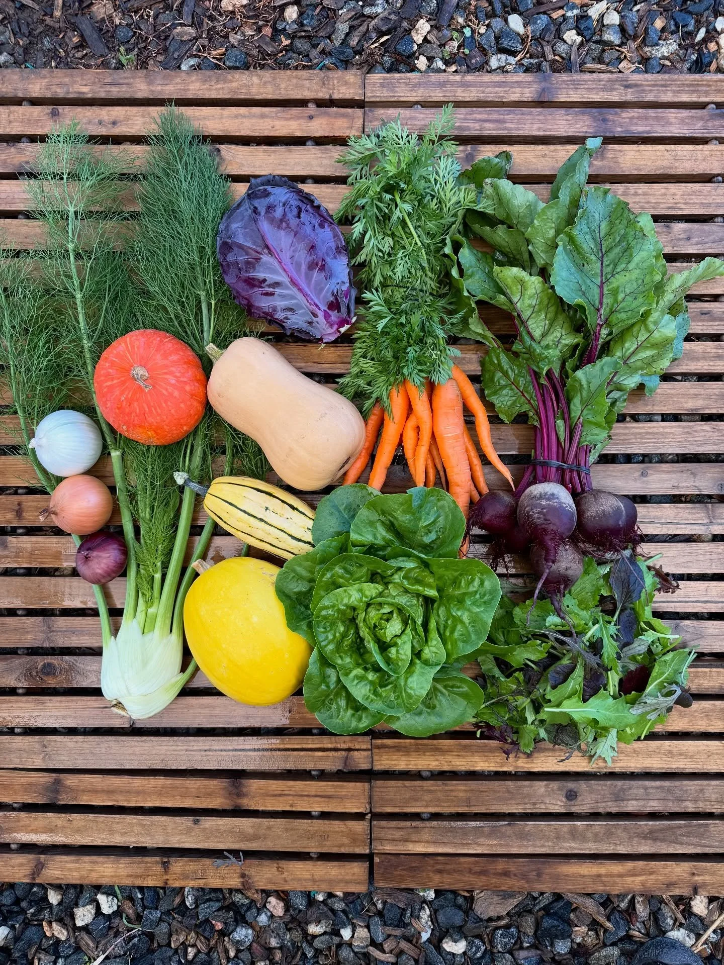 Yesterday&rsquo;s final csa share of the season 💛 Members had a choice of winter squash, but all the options are included in the photo. The last pick up is always so bittersweet. We miss our members during the off season! But, I always start getting