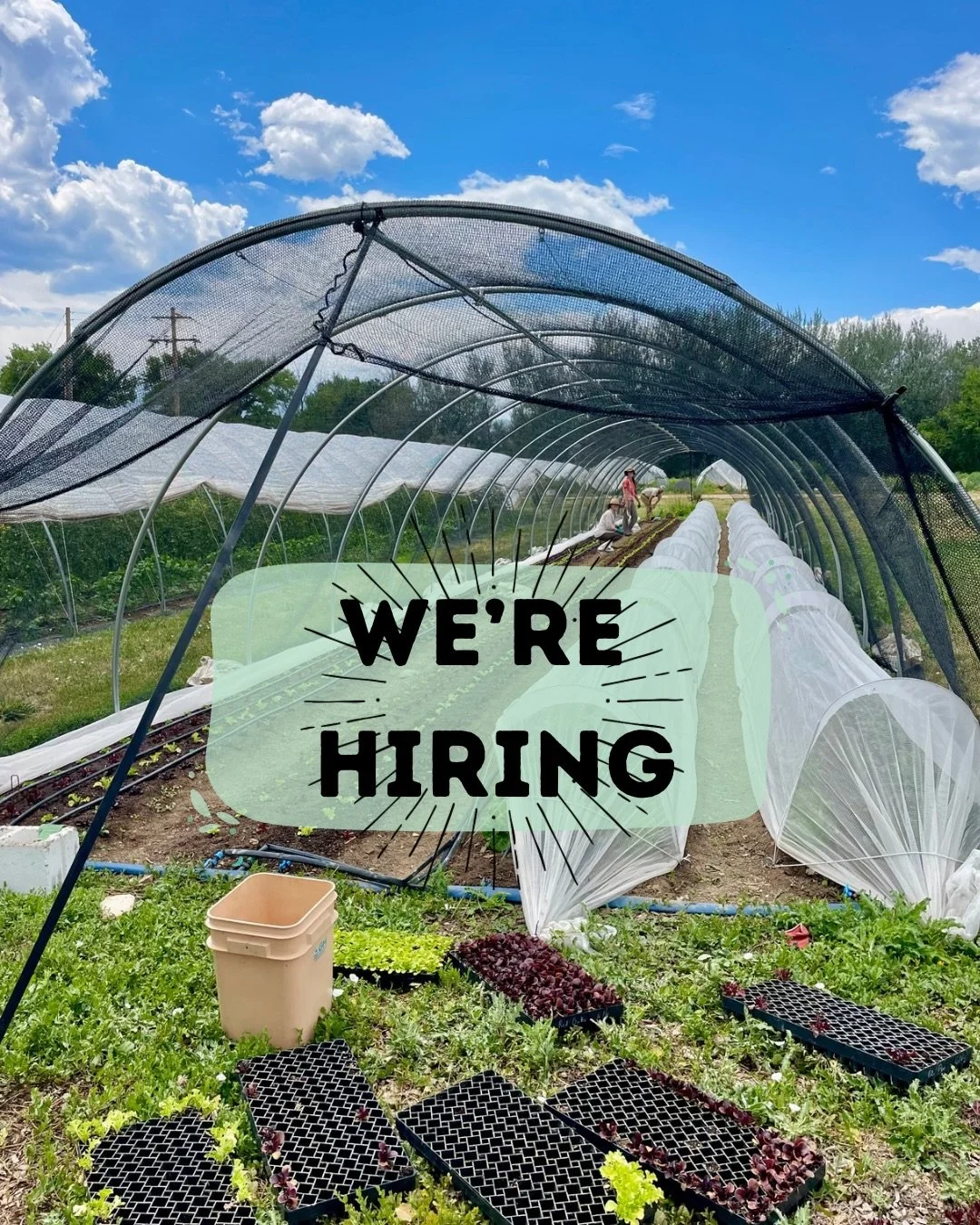 We&rsquo;re hiring crew members for the 2026 season! We&rsquo;re looking for motivated, upbeat folks to join our small but mighty team. The ideal candidate has at least 1 year of experience on a veggie production farm, is comfortable working with a s