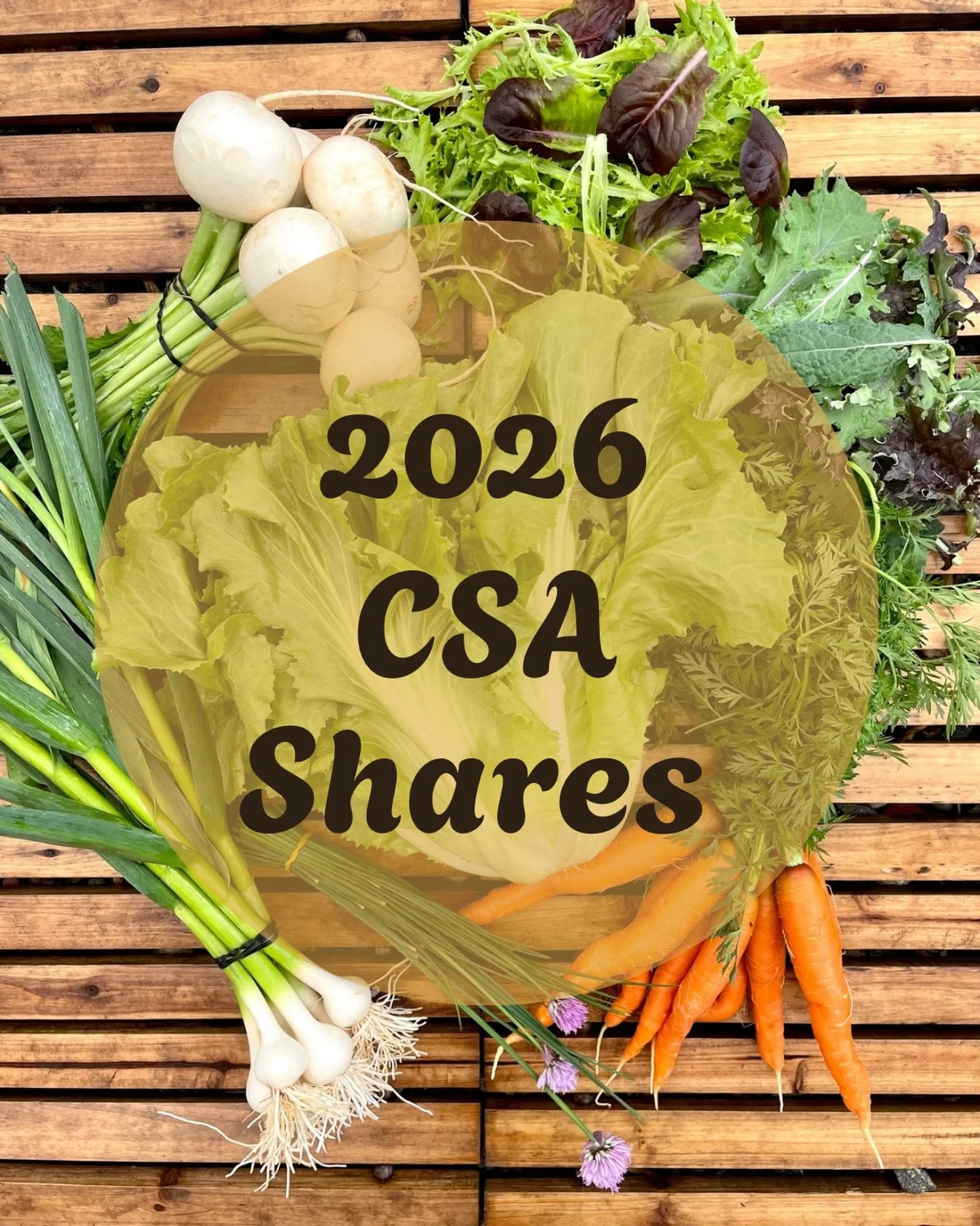 Hey Boulder County friends 🌱 Our 2026 CSA program has openings! If you&rsquo;d like to enjoy a weekly share of vegetables from our farm this summer, now&rsquo;s the time to join. Spots are limited&mdash;sign up through the link in our profile ❤️