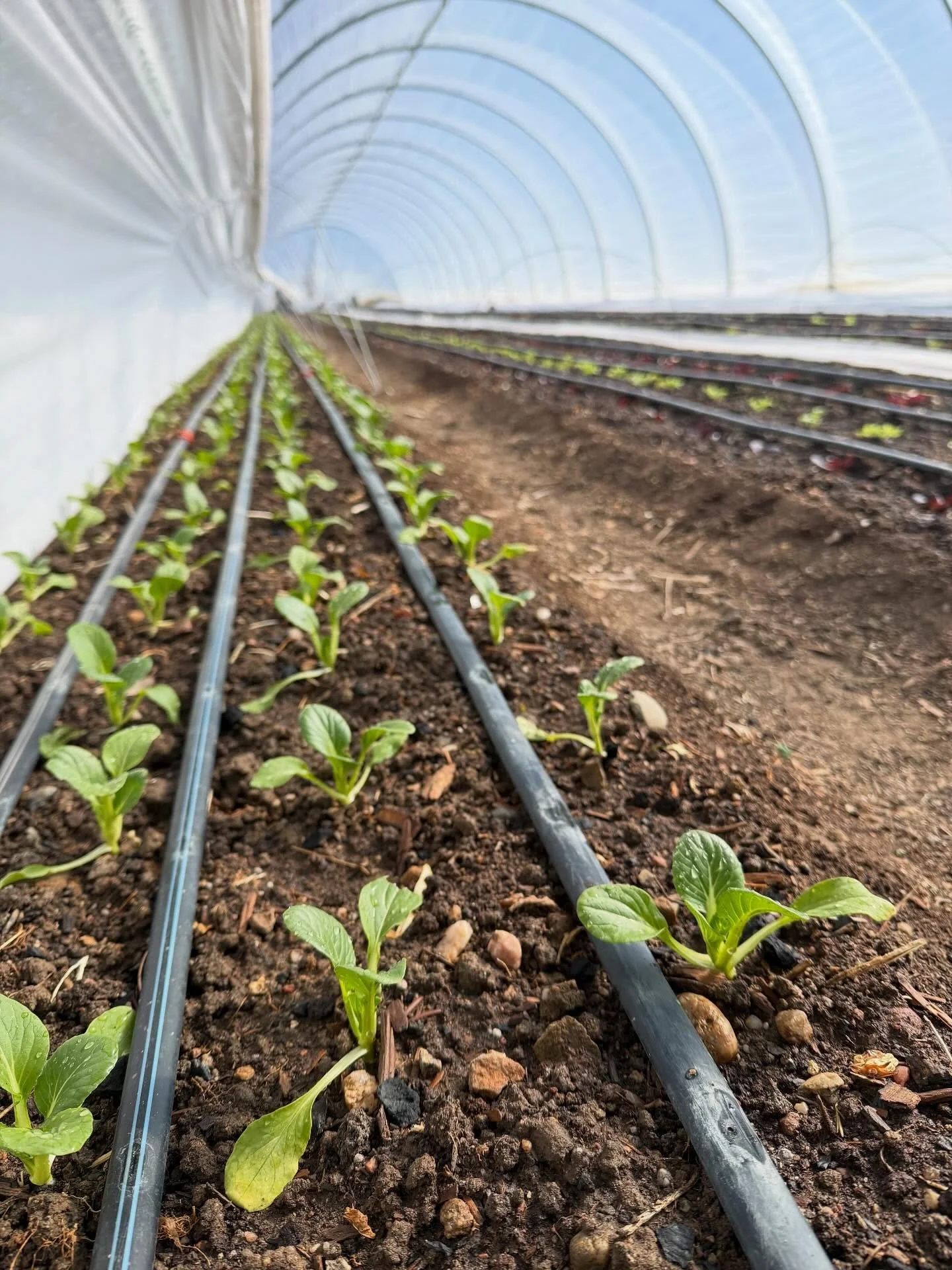 🌱 2026 is starting to ramp up 🌱
We start our season around late January/early February with plants in the nursery and seeds sown in the tunnels for early season greens and roots. The weather this February although alarming, has made for a great pus