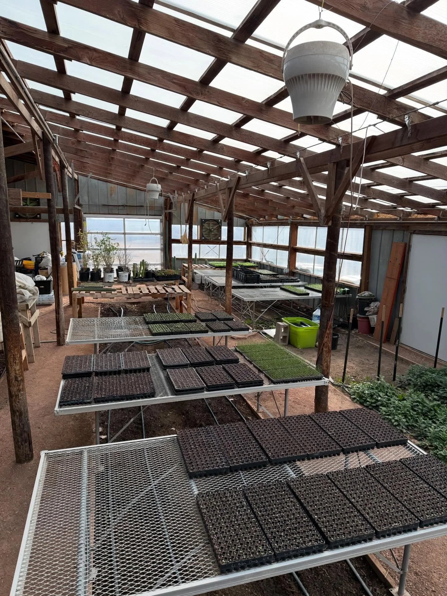 🌱Captain&rsquo;s log 🏴&zwj;☠️🪵 02/23/26
The greenhouse has been given new life.
Freshly cleaned, organized and is filling up with spring seedlings. Our cover crop experiments in the ground beds over winter were a success. The ginger will be happy 