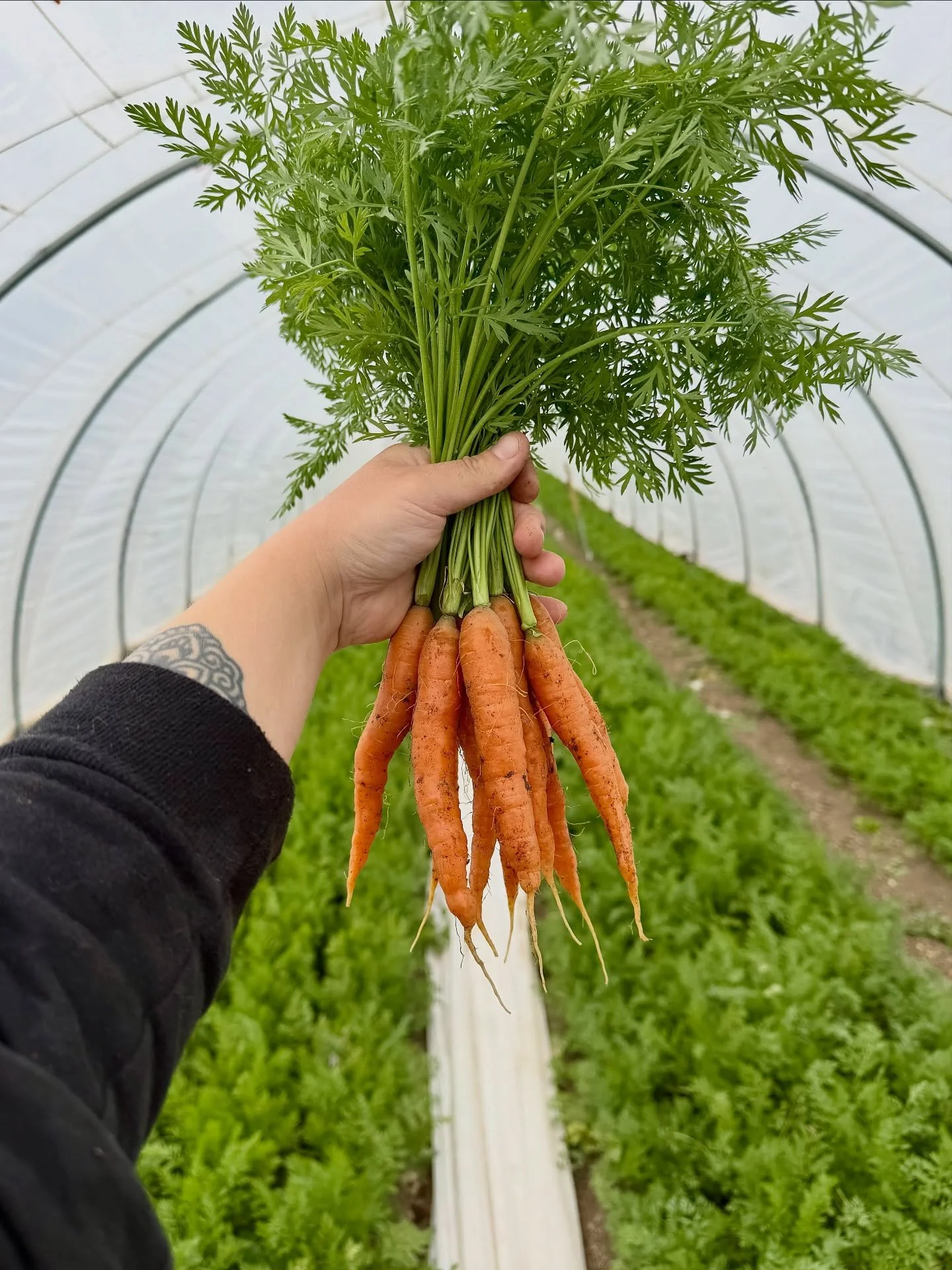 One week til market season! 🥕🥳@lafayettefarmersmarket, we doubled our spring carrot production for y&rsquo;all this year! We can&rsquo;t wait to see you!