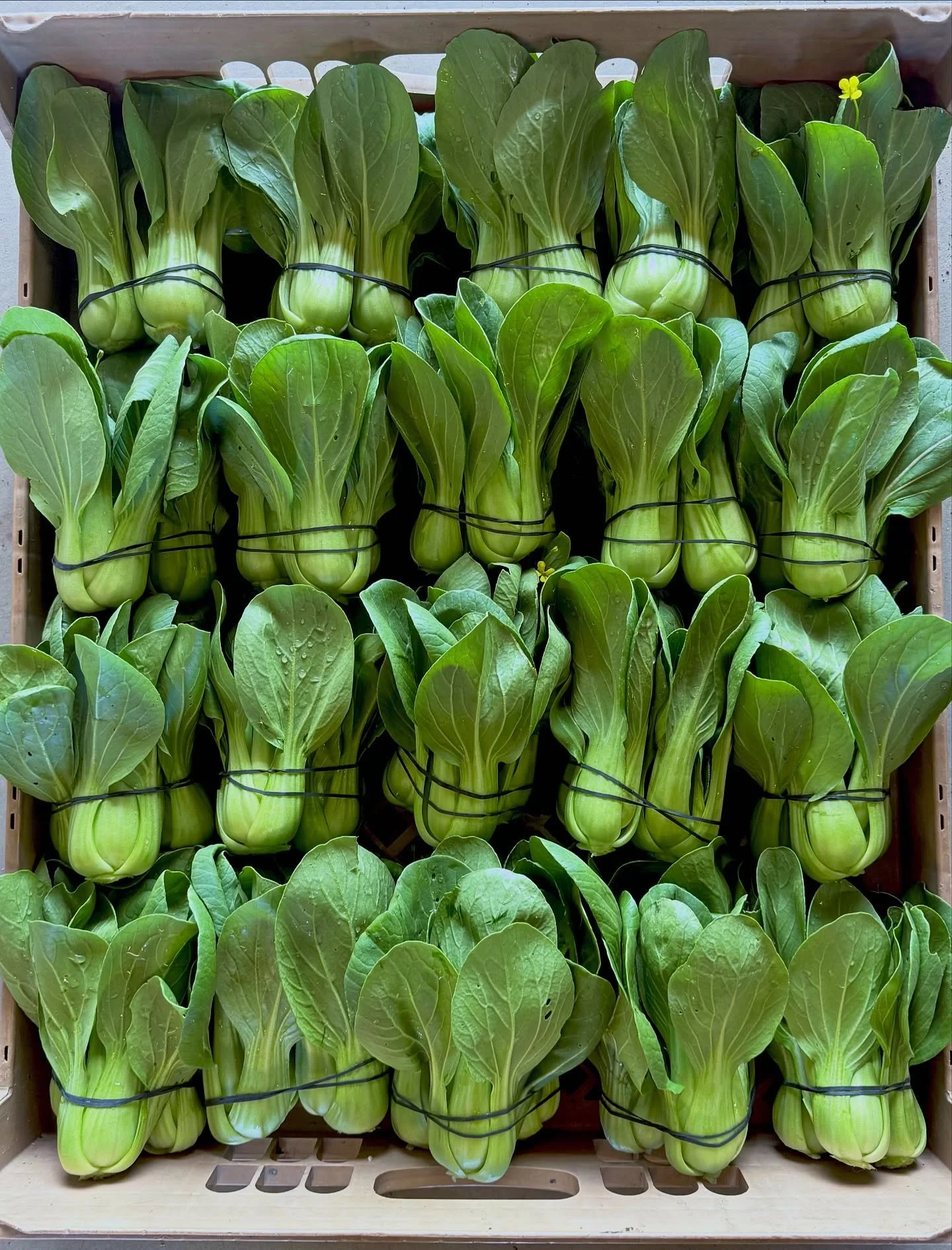 Some seriously excellent baby bok choy heading to the @lafayettefarmersmarket tomorrow! 🌱We&rsquo;ll also have lettuce mix, arugula, baby kale, mustard greens, scallions, spring garlic, radishes, hakurei turnips, and of course carrots!🥕