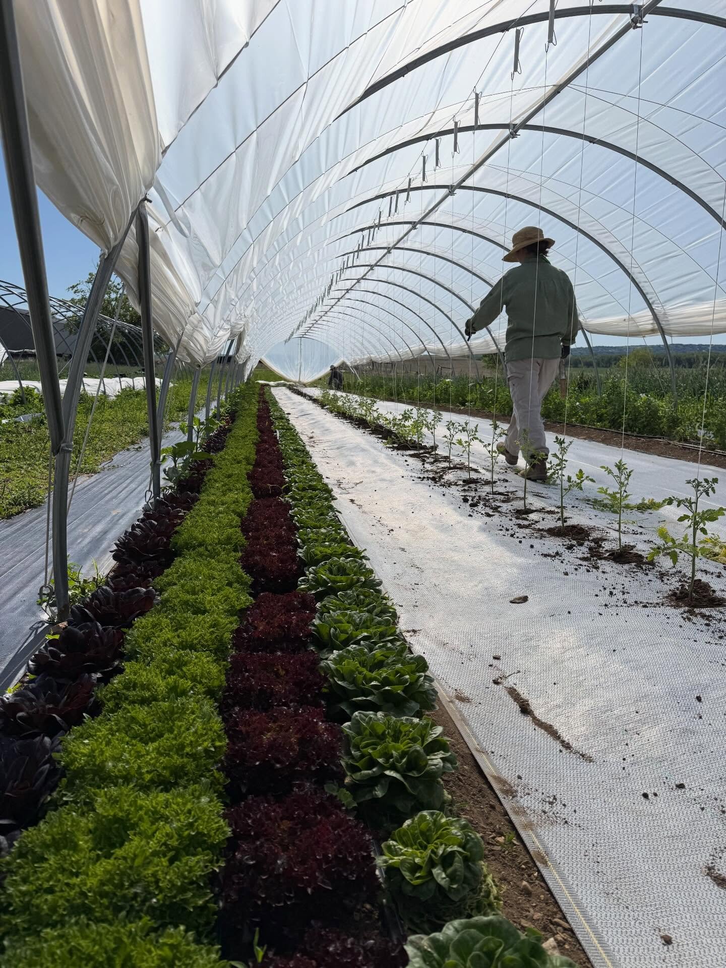Summer plantings:
-Cherry / slicer tomatoes
-Peppers / chiles 
-Zucchini 
-Cucumbers 

Feeling a little under the gun to get everything planted,weeded,harvested and sold&hellip;
Welcome to late May around the farm. 
Another day to lock in and make it