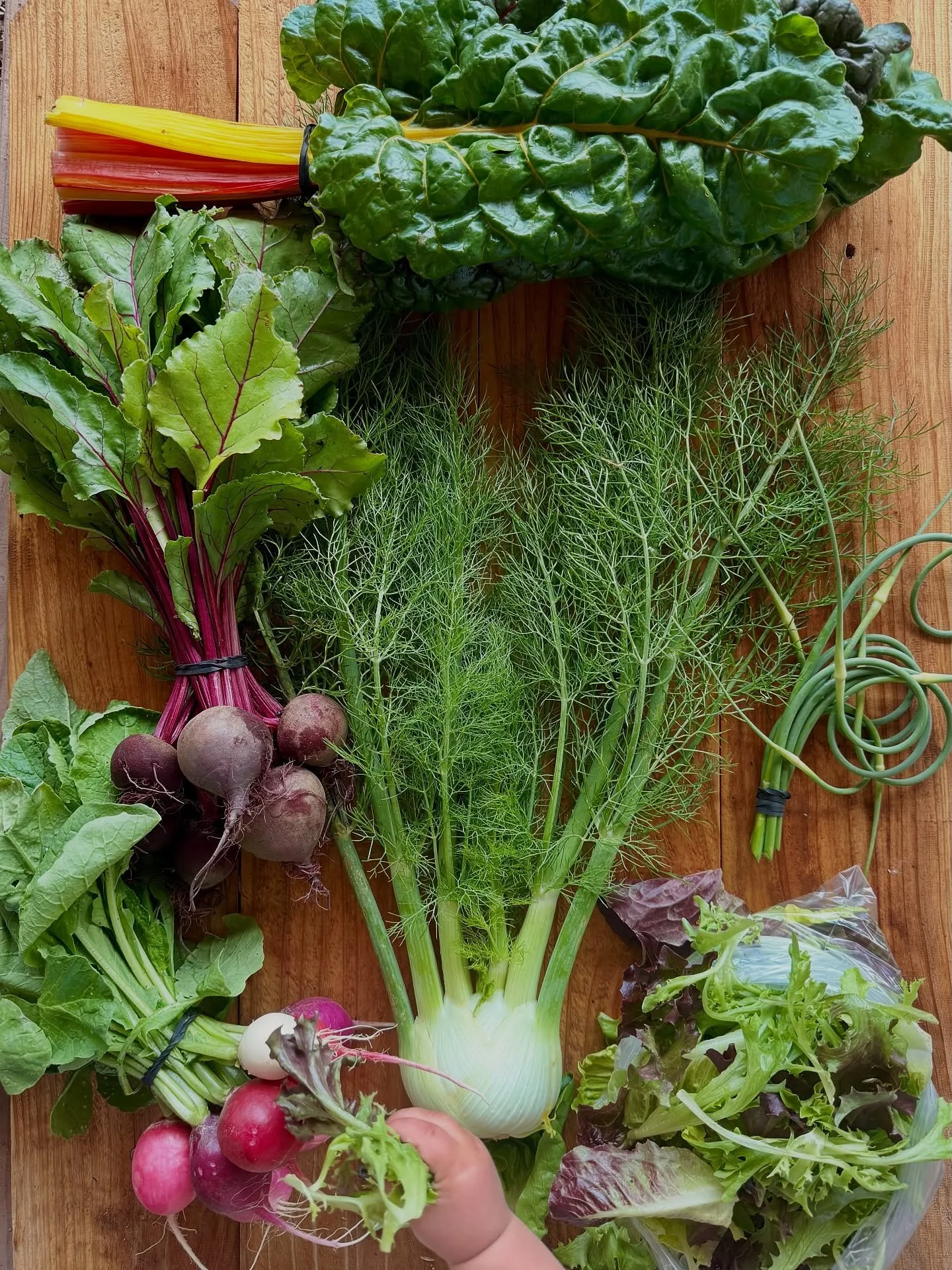 Week 3 of csa shares featuring a very curious and eager to help baby hand 👋🏼

Easter Egg Radishes
Red Beets
Rainbow Chard
Garlic Scapes
Fennel
Lettuce Mix
