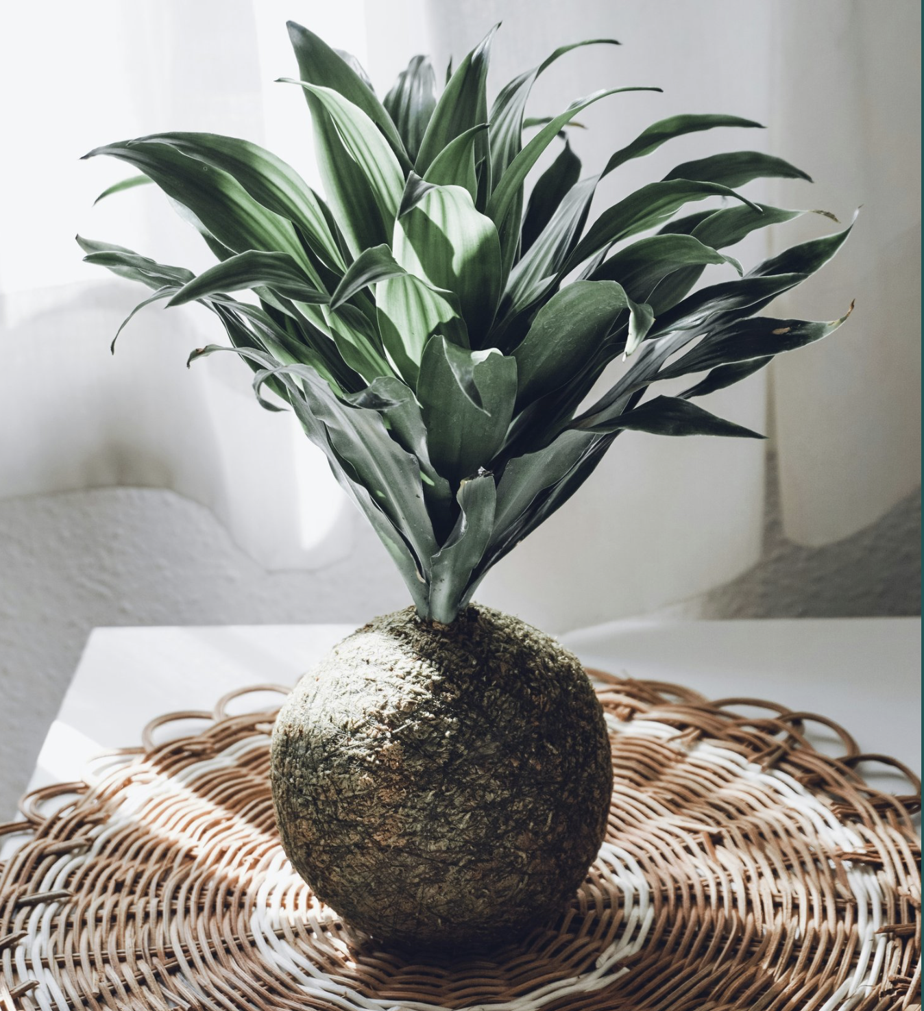 Hanging Kokedama Plant & Macrame Hanger Workshop with Faodil Studios