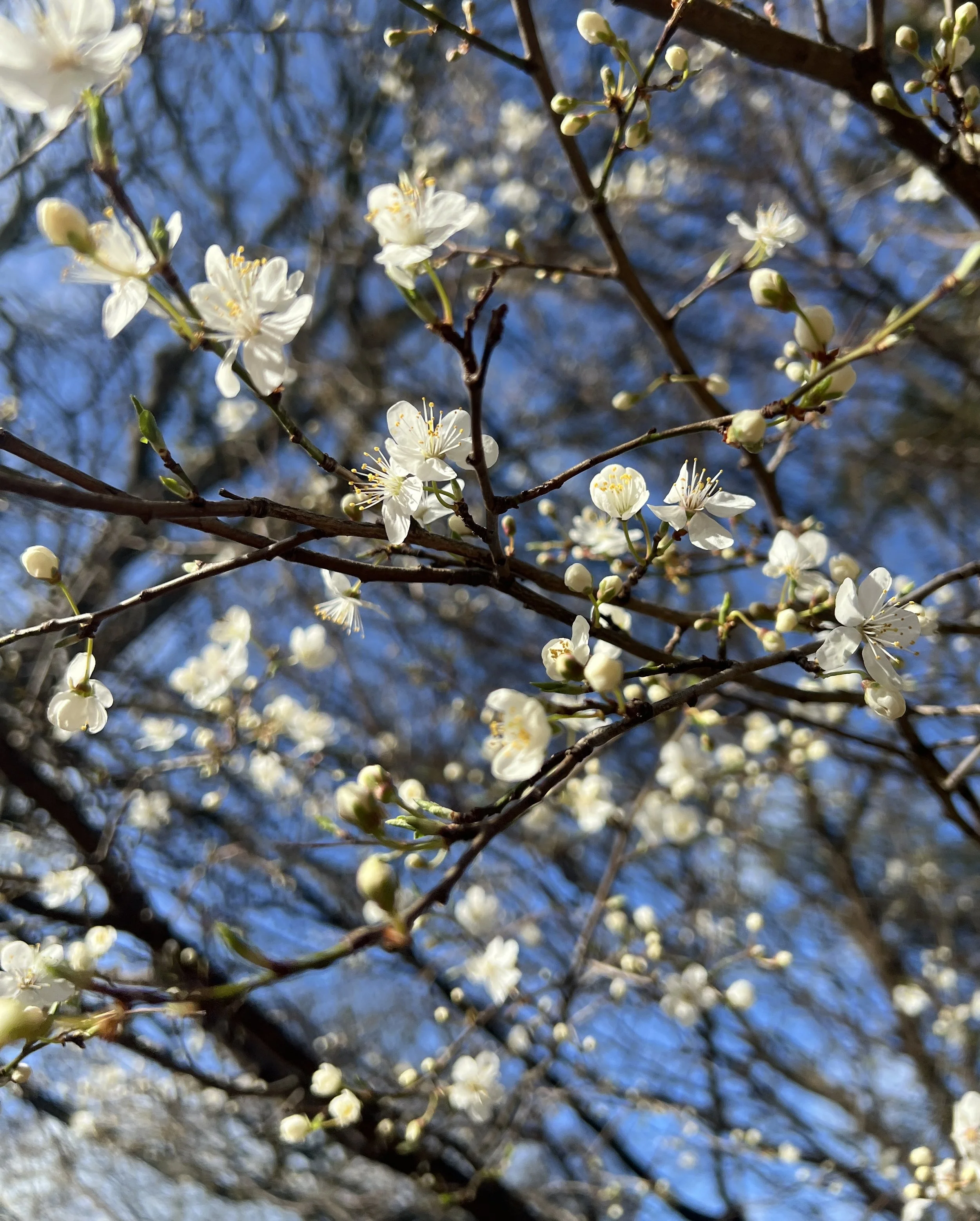 Drawing with the Seasons – Spring Equinox Workshop