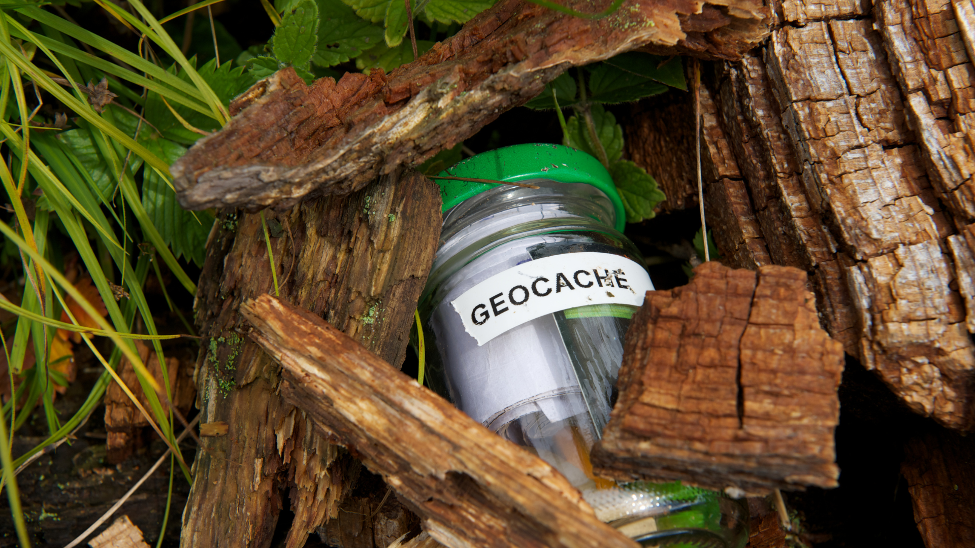 A glass jar labeled 'Geocache' hidden among large pieces of bark, wood, and green plants, indicating an outdoor geocaching site.