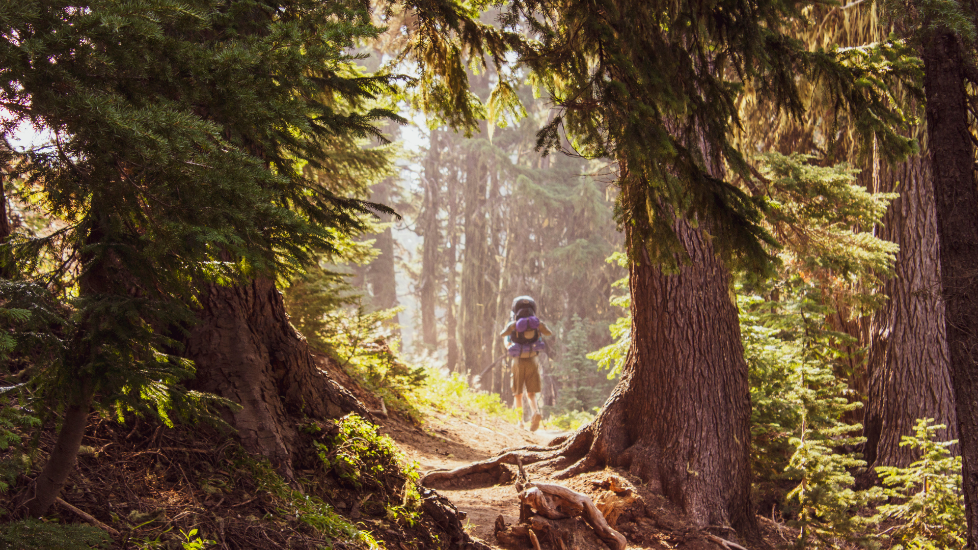 A person hiking through a dense forest with tall trees and sunlight filtering through the branches.