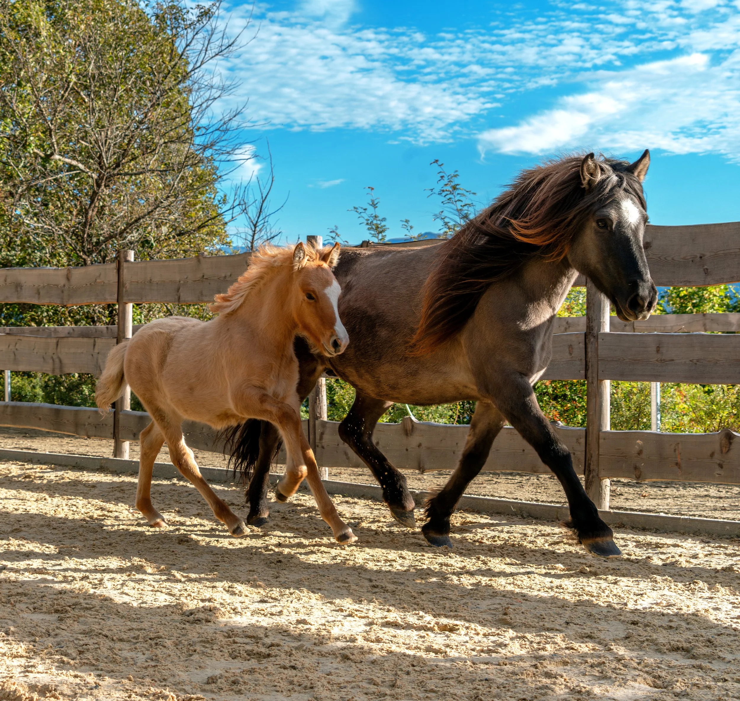 ©Anna-Marie Trattner Photography - Fohlenreise_NGritsch43.jpg