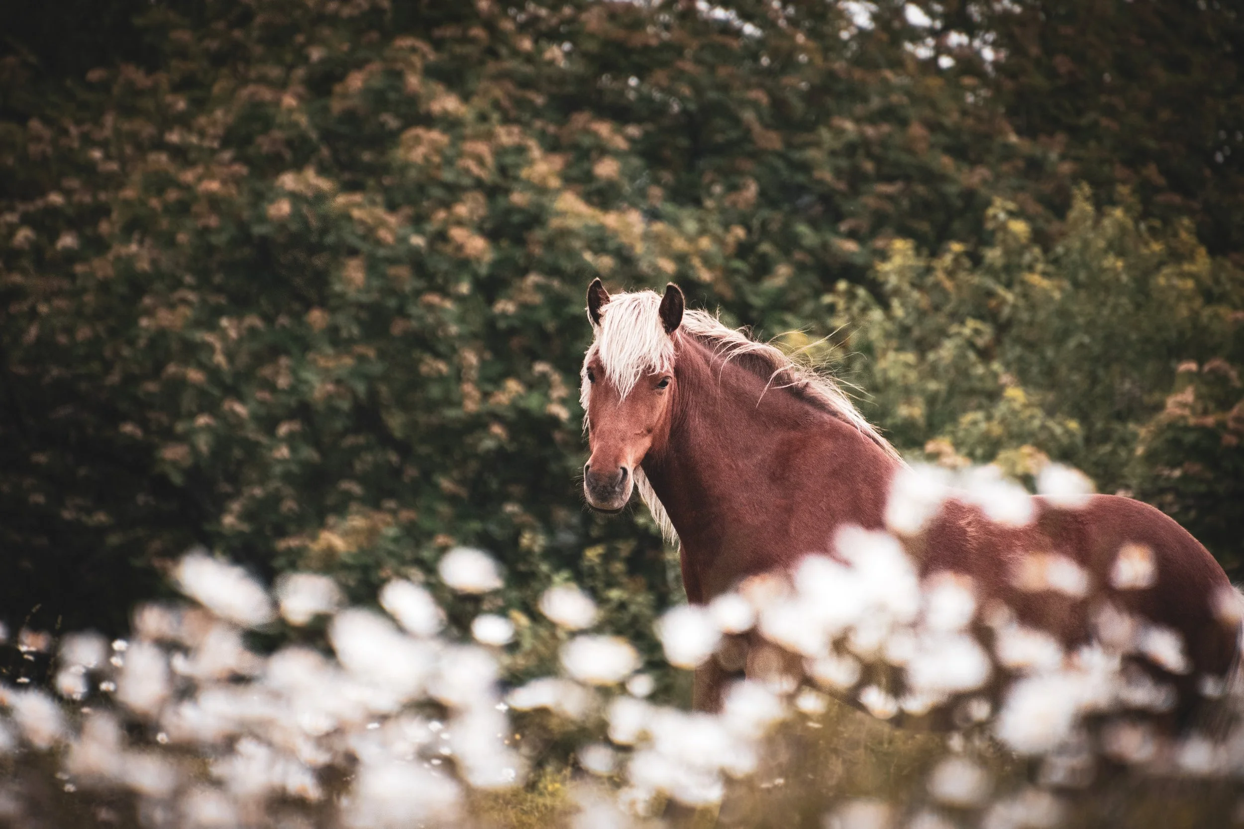 braunwindfarben 2.jpg