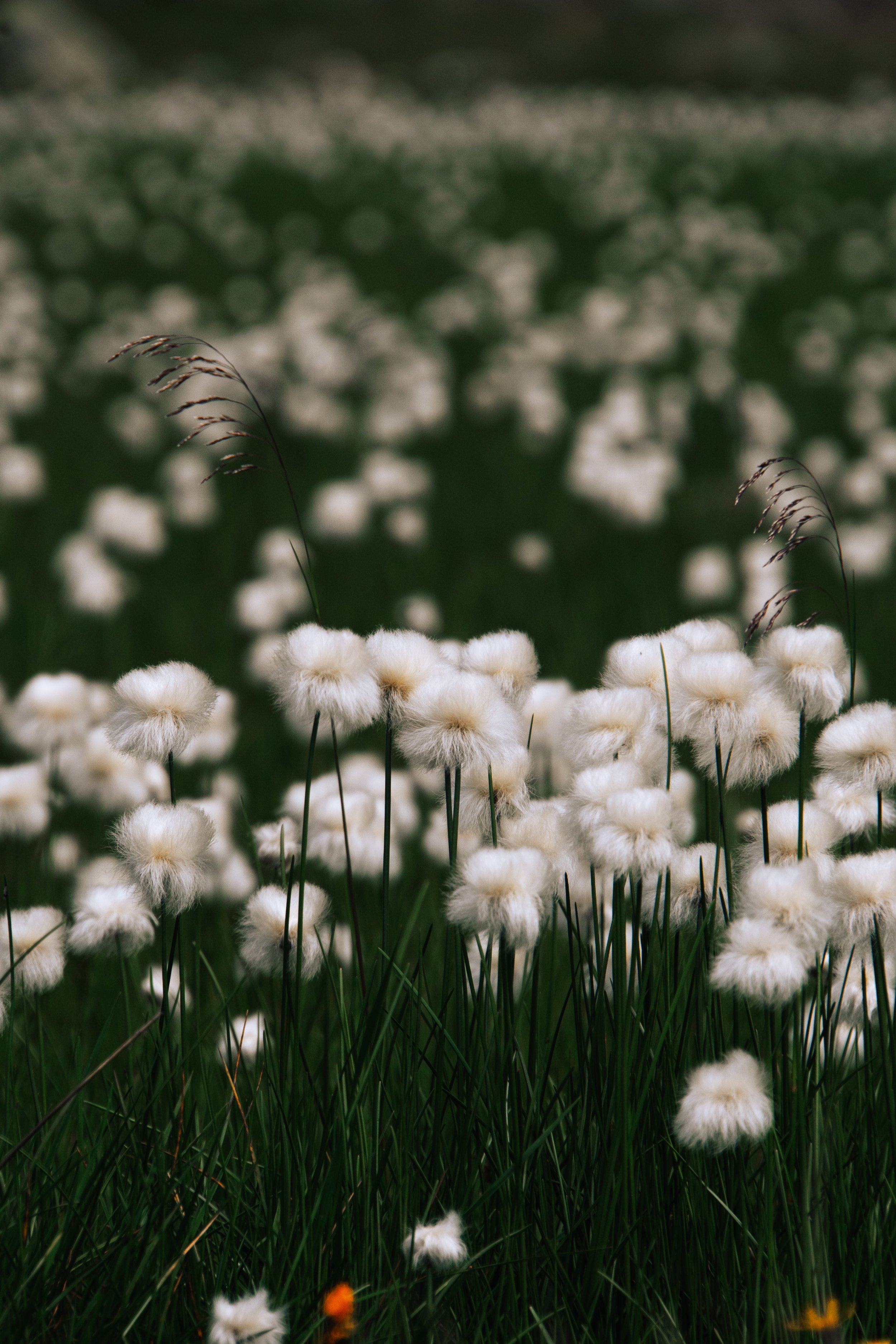 Wollgras beim Angersee