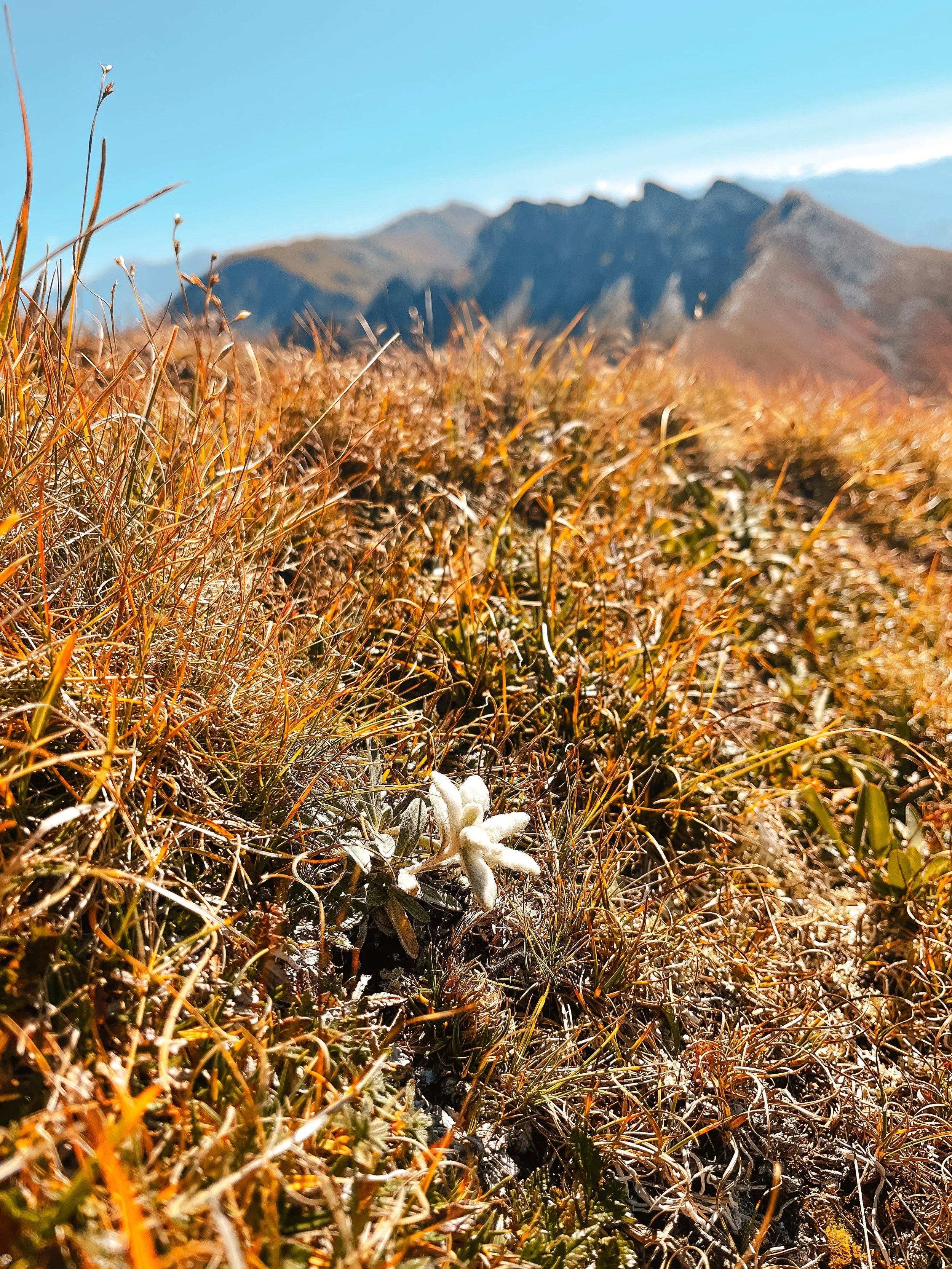 Juhu - ein Edelweiss