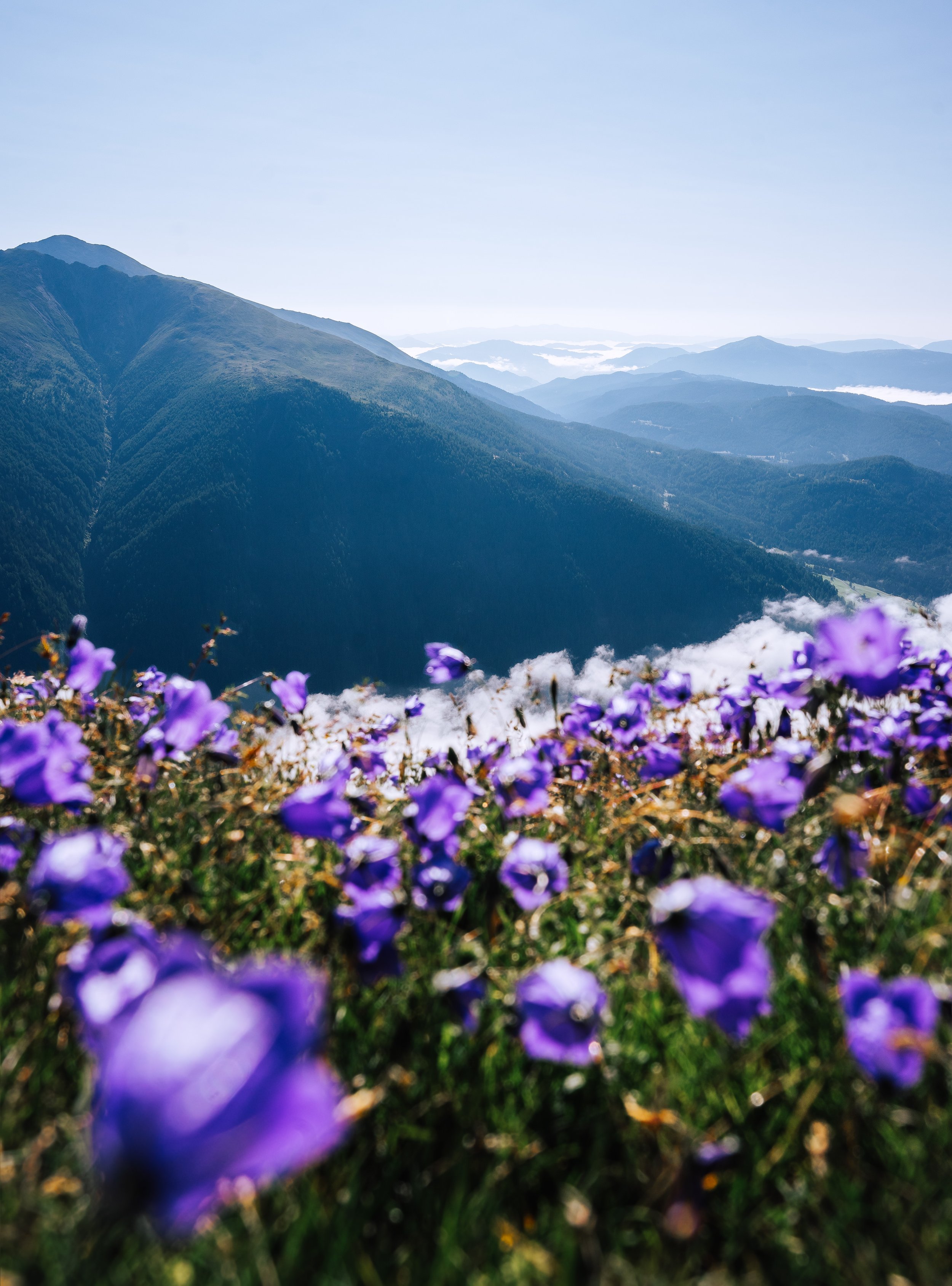 Glockenblumen am Gipfel
