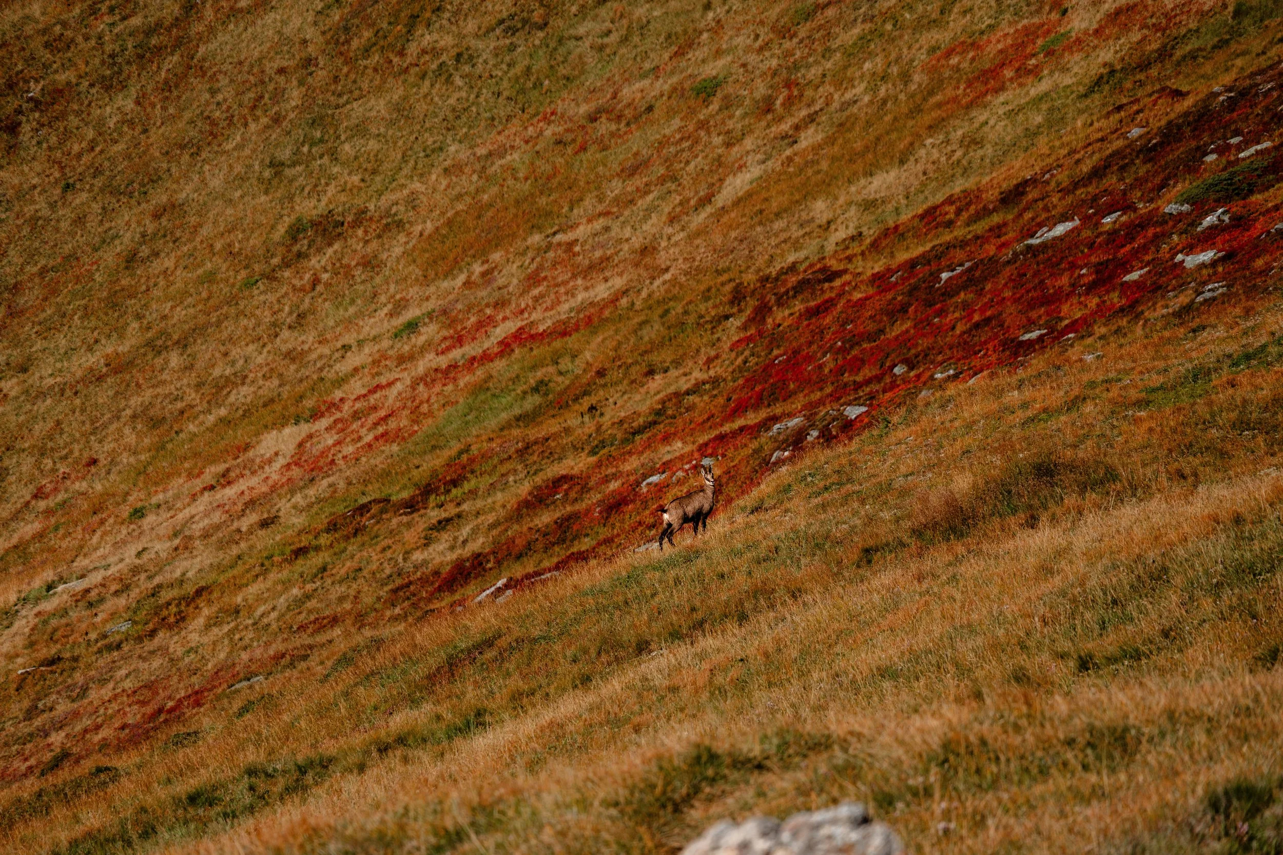 Gams kurz vor dem Passeggertörl