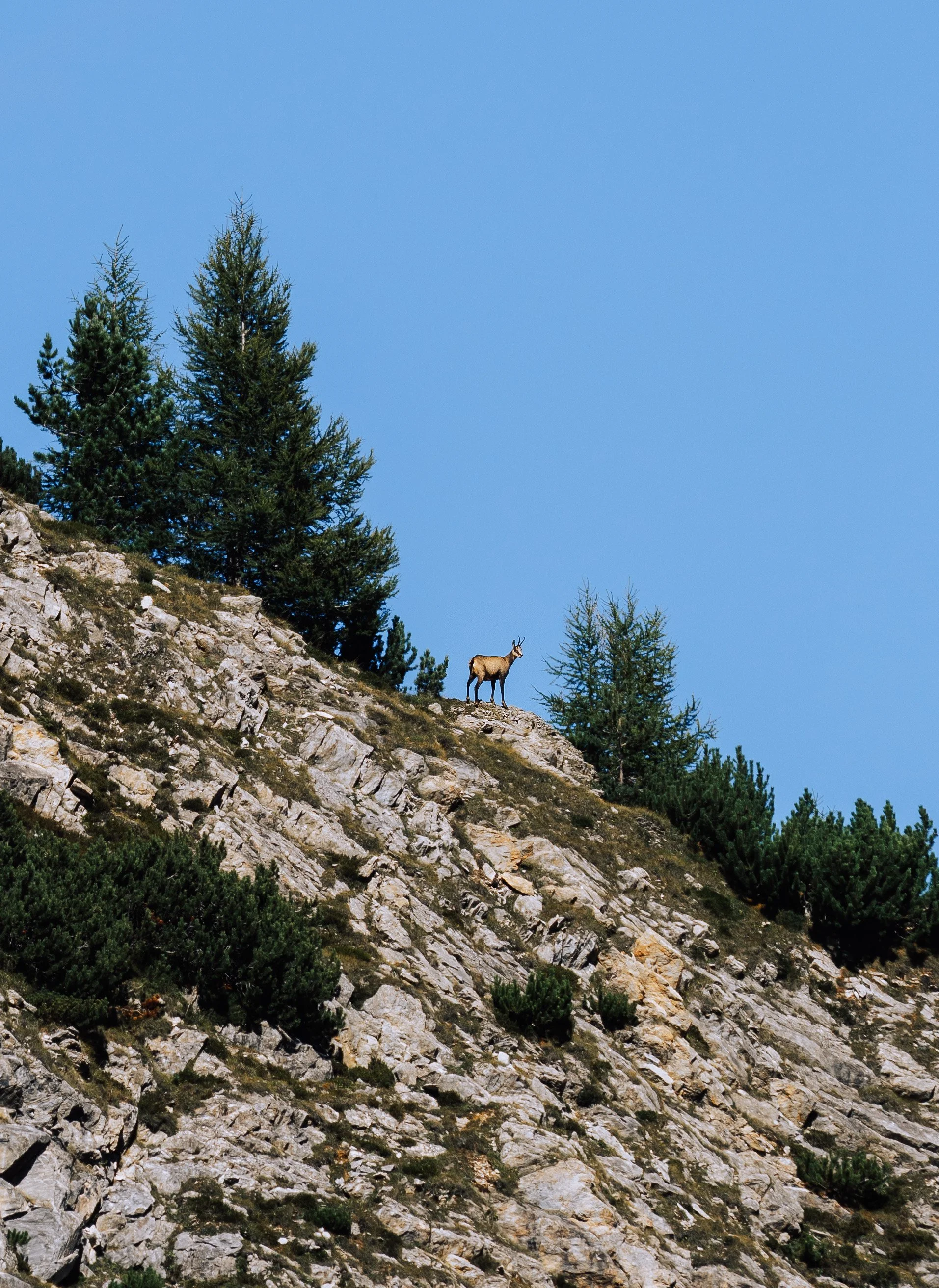 Im Graggaberkar sahen wir einige Gämse und Rehe