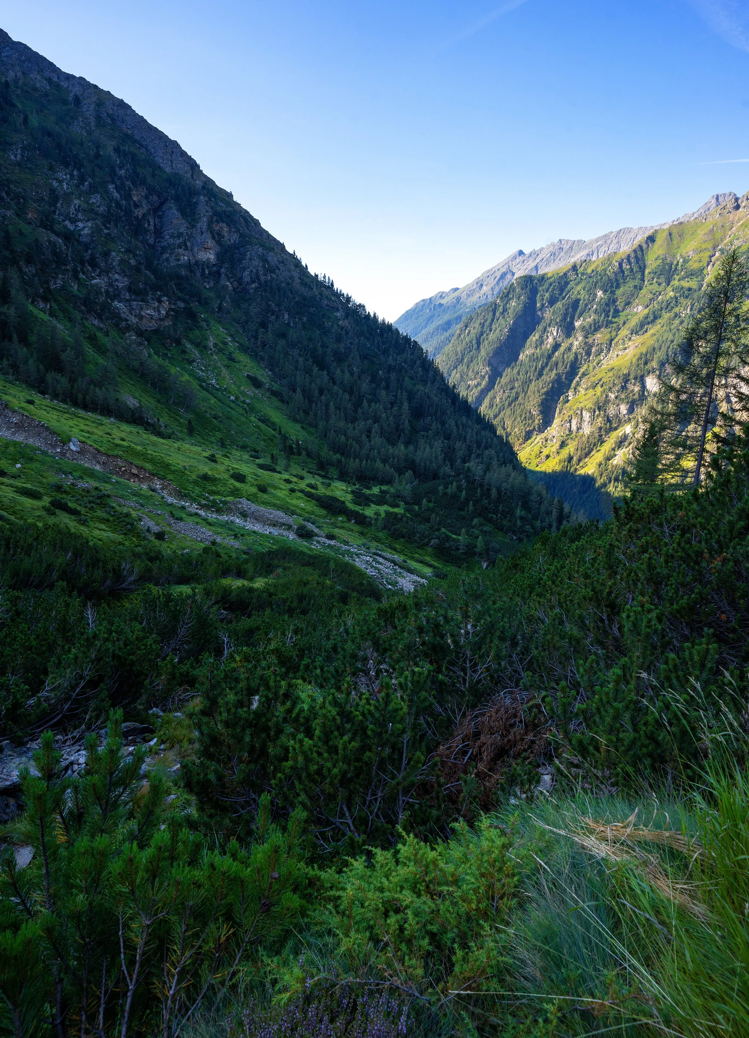 Zwischen Latschen geht es hinauf