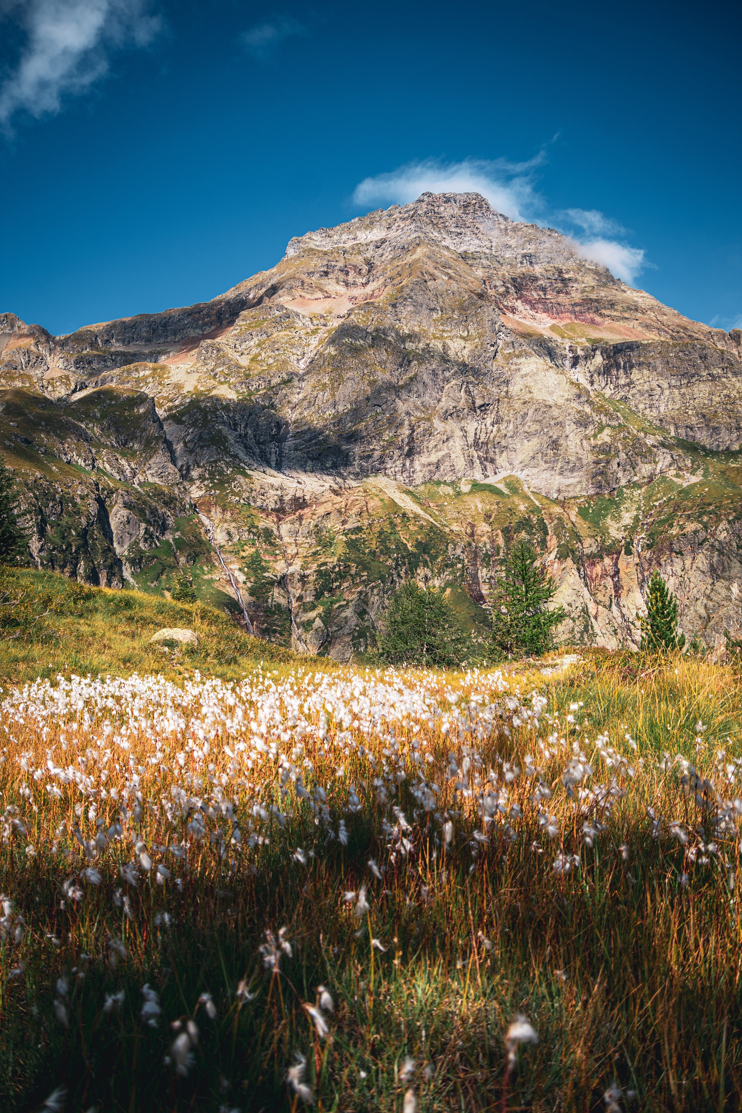 Wollgras vor dem Hochgolling
