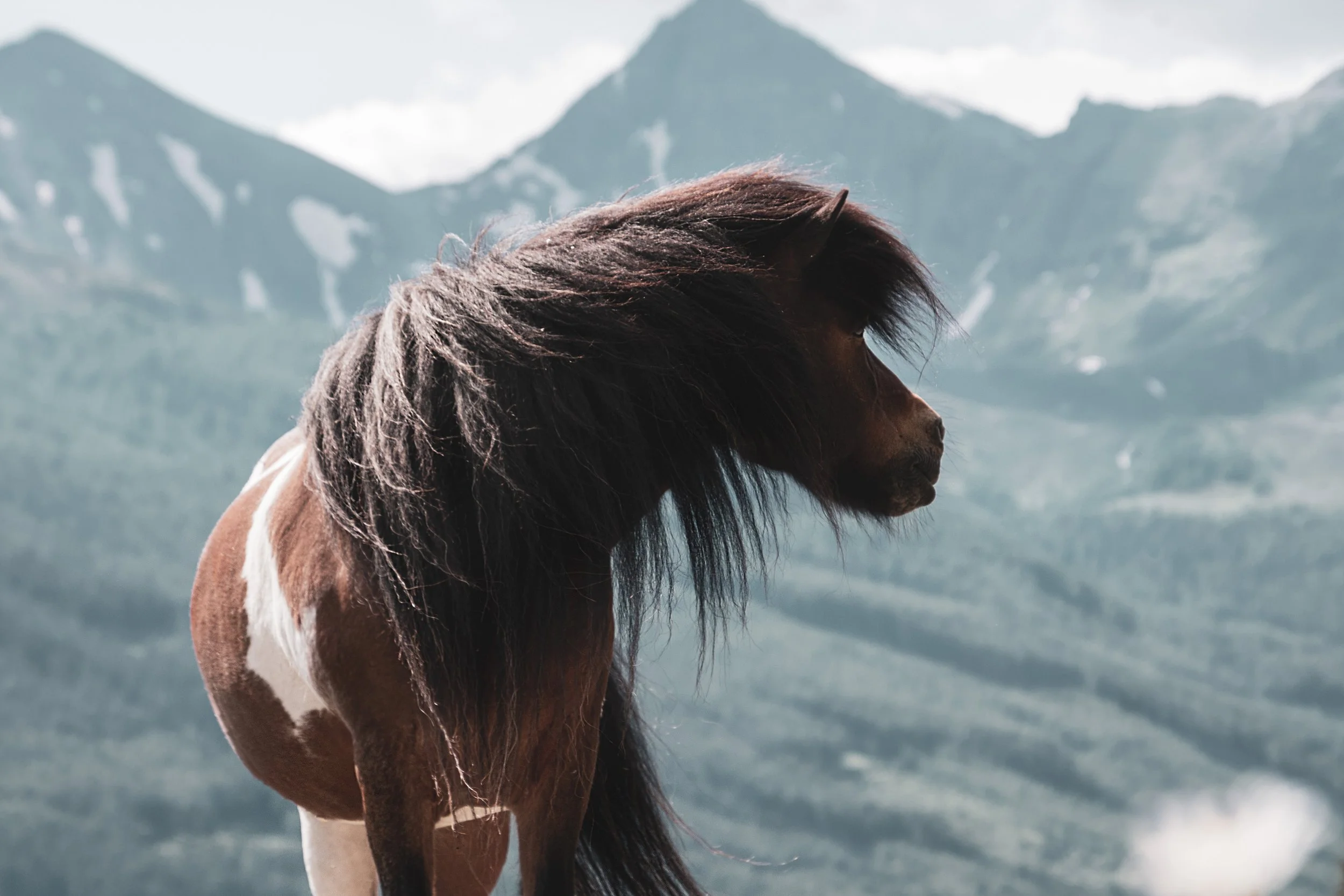 skjoni berge anders freigestellt.jpg