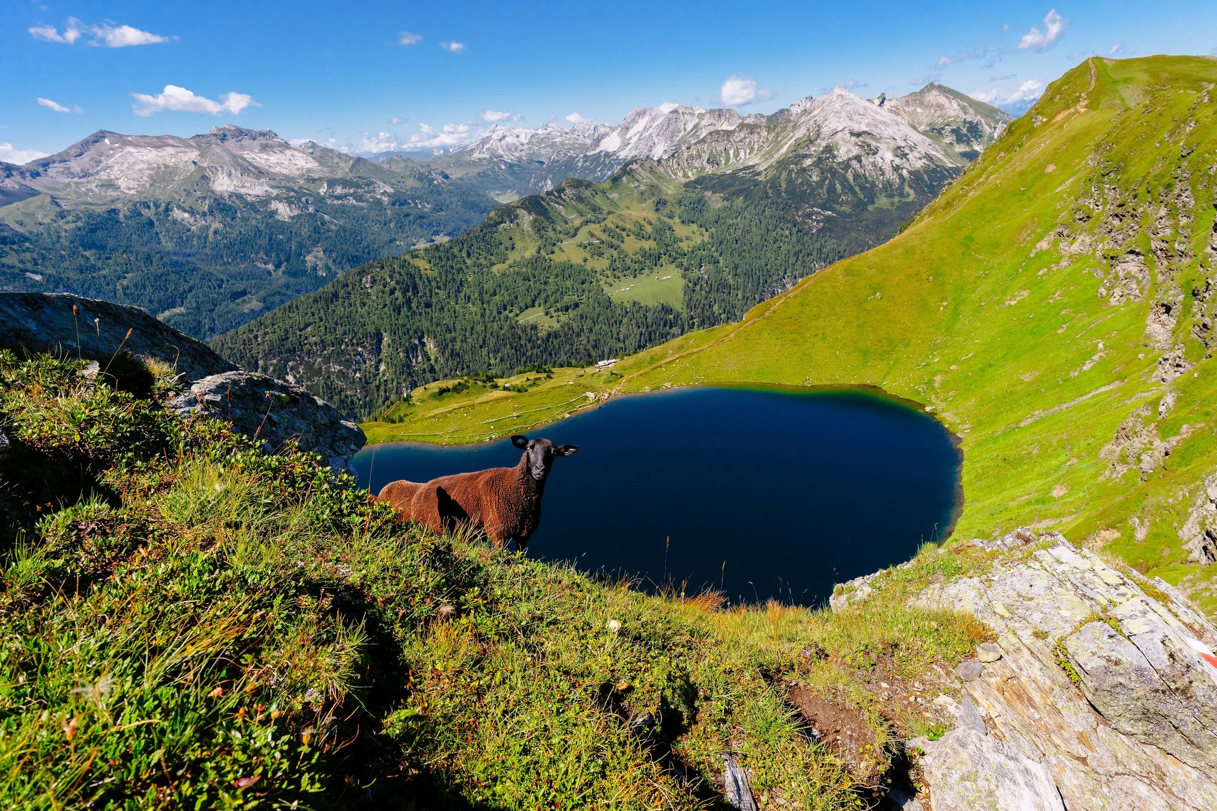 Ein schwarzes Schaf steht auf grünem Gras auf einer Bergwiese mit Blick auf einen blauen Bergsee, umgeben von grünen Hängen und Bergen unter einem blauen Himmel